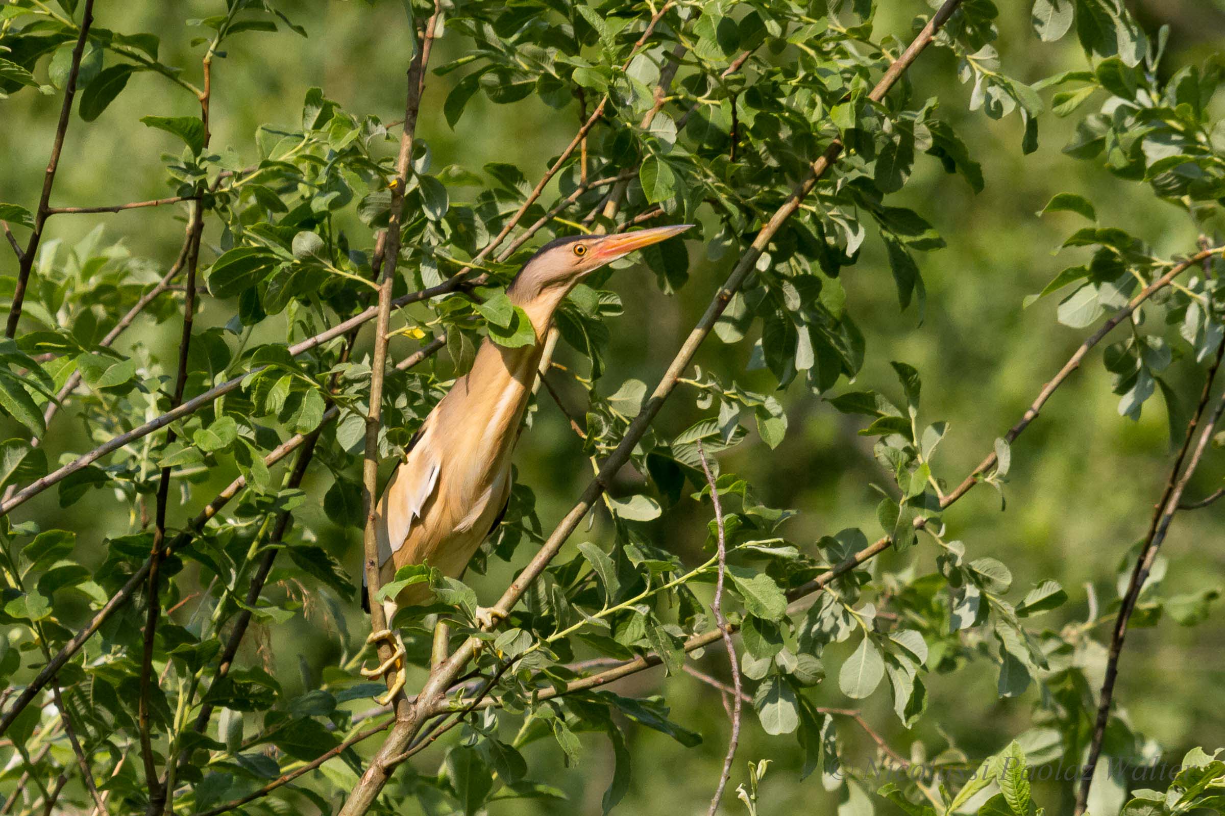 bittern curiosone