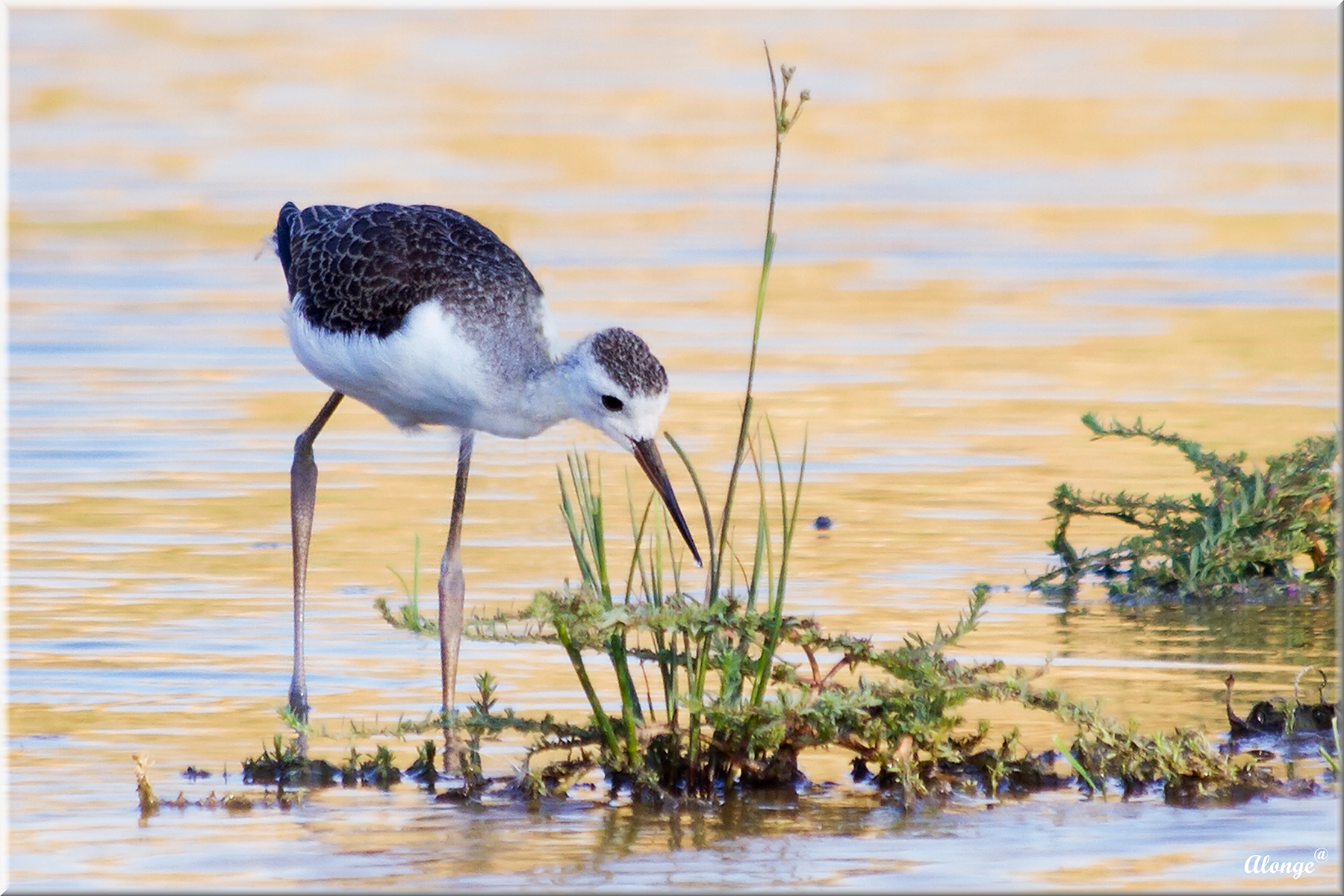 Young Rider of Italy