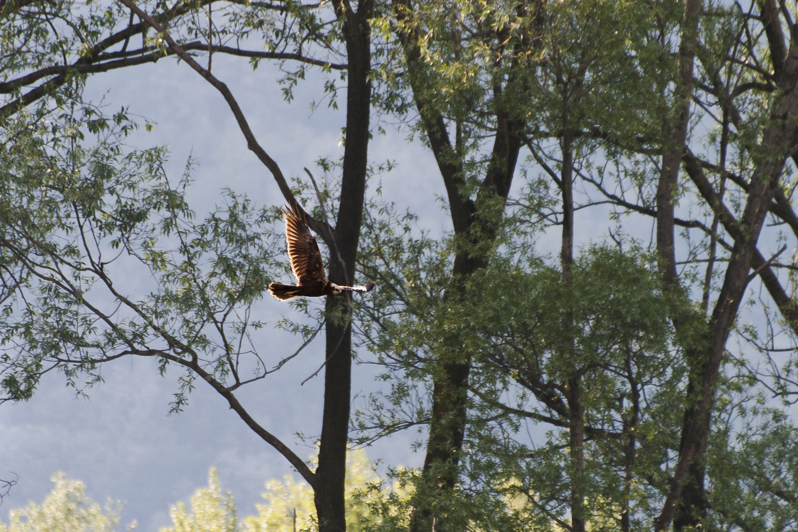 Marsh Harrier