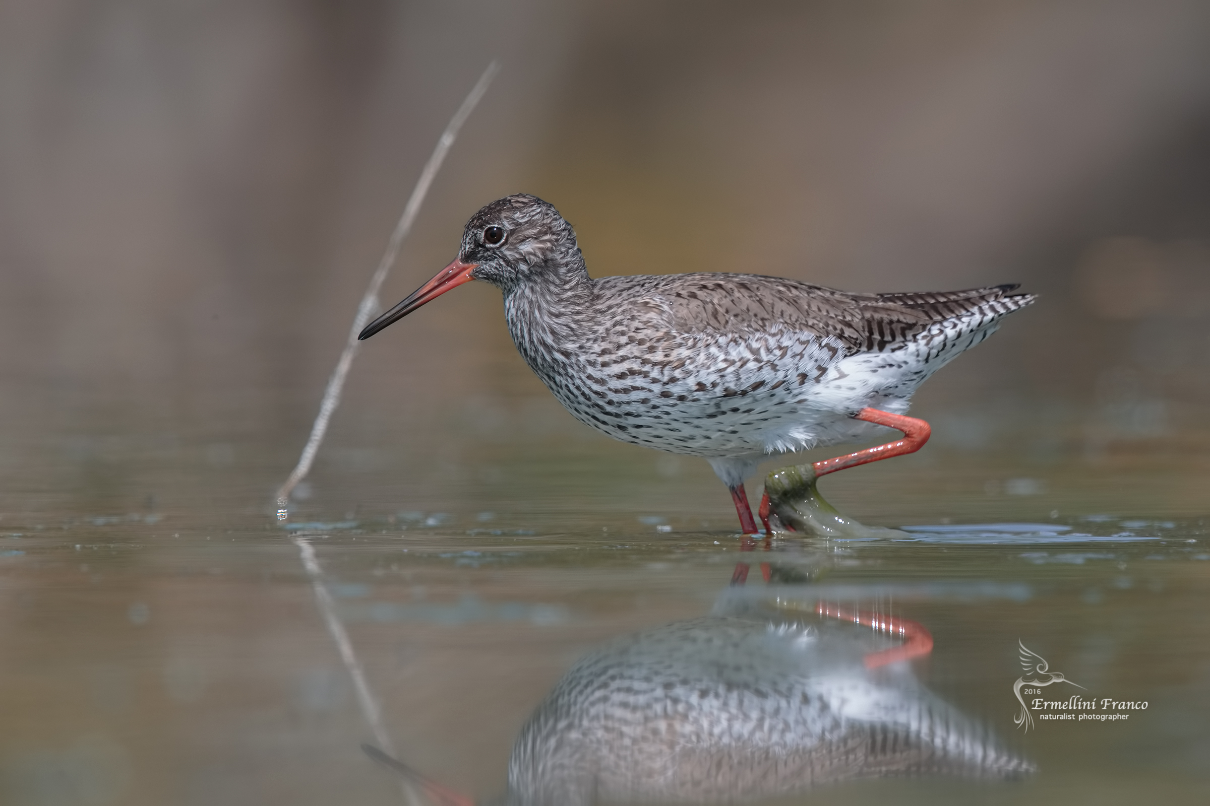 Redshank