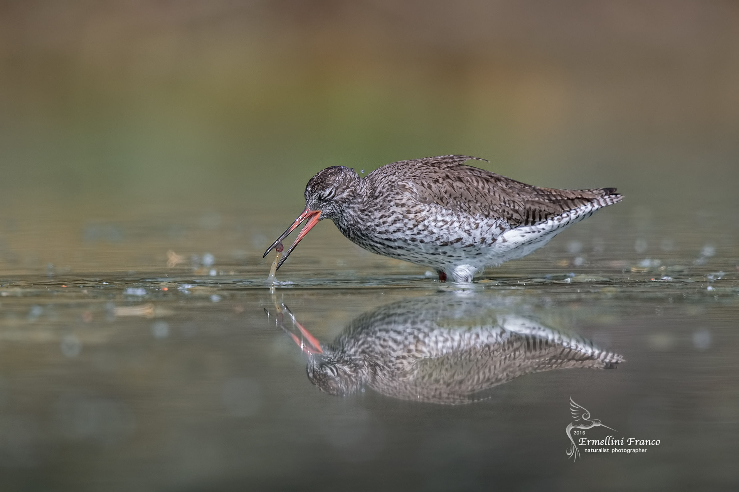 Redshank