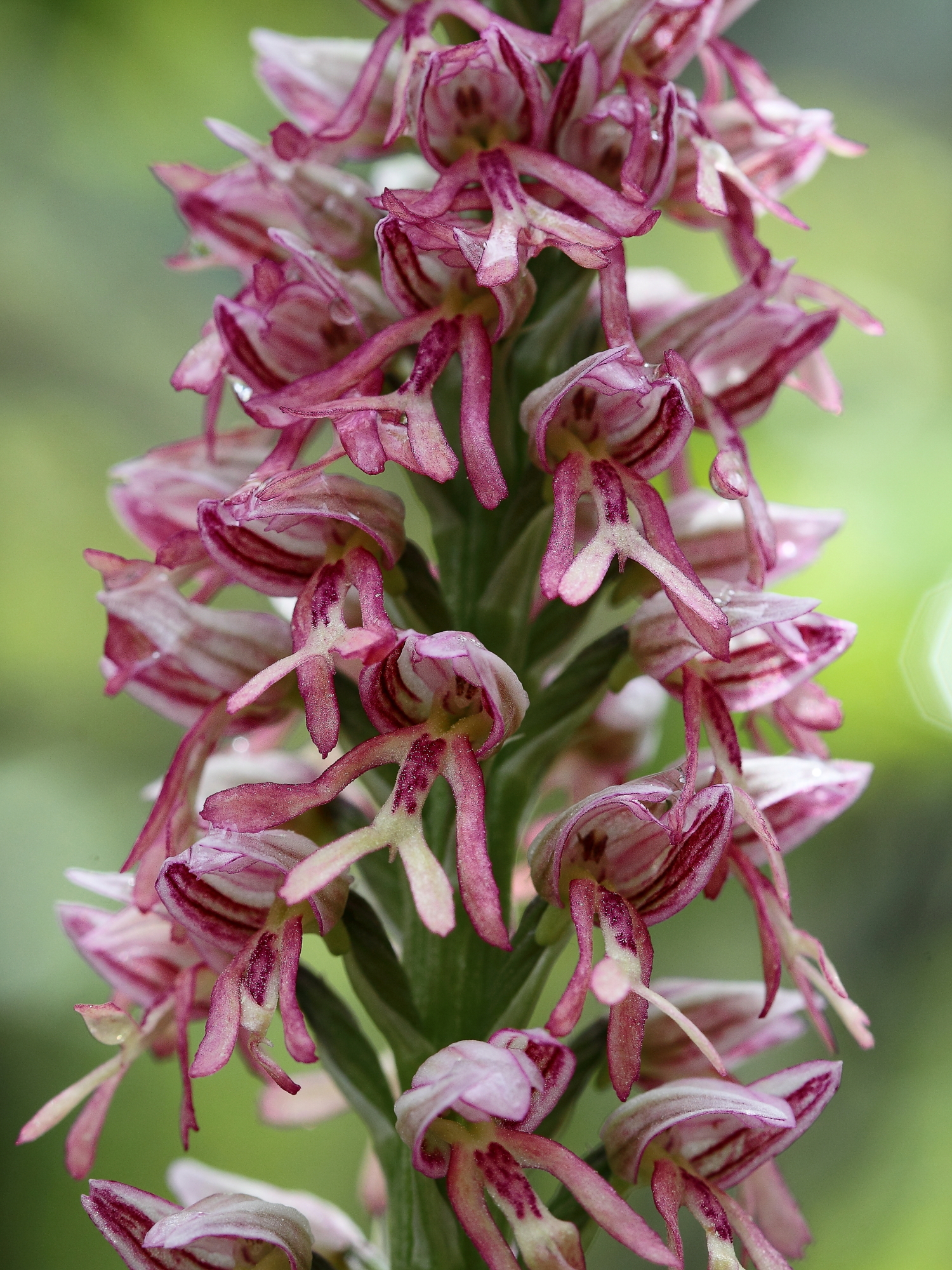 Antropophora X Militaris