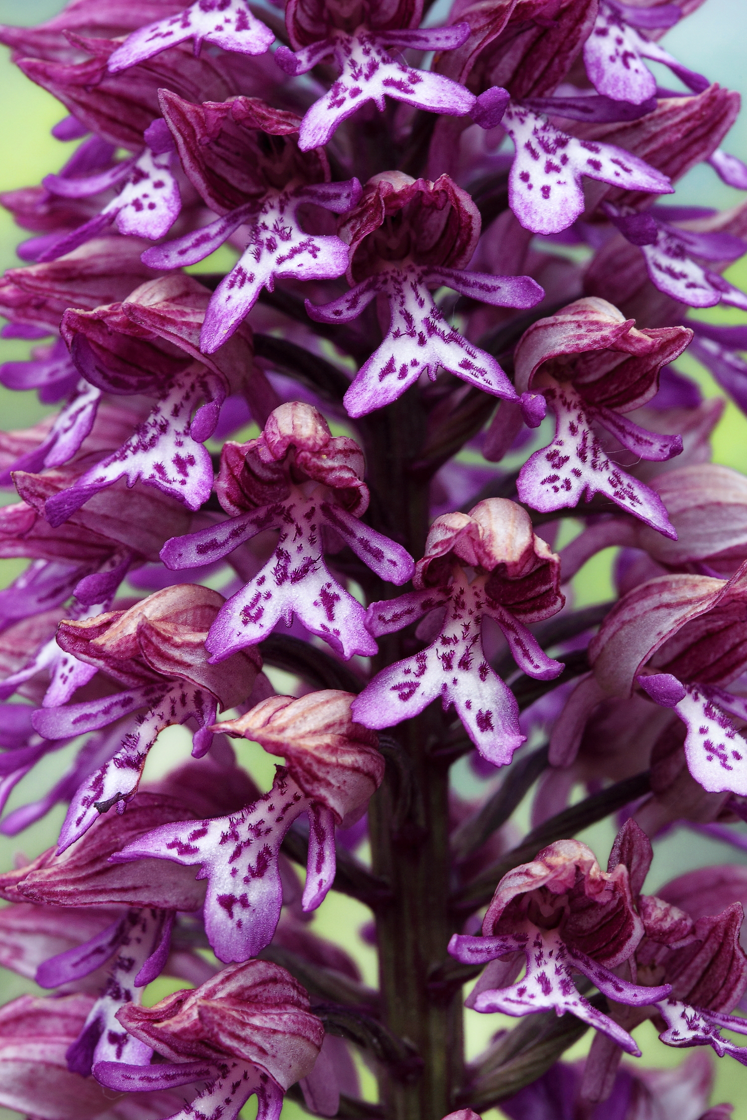 Militaris X Purpurea