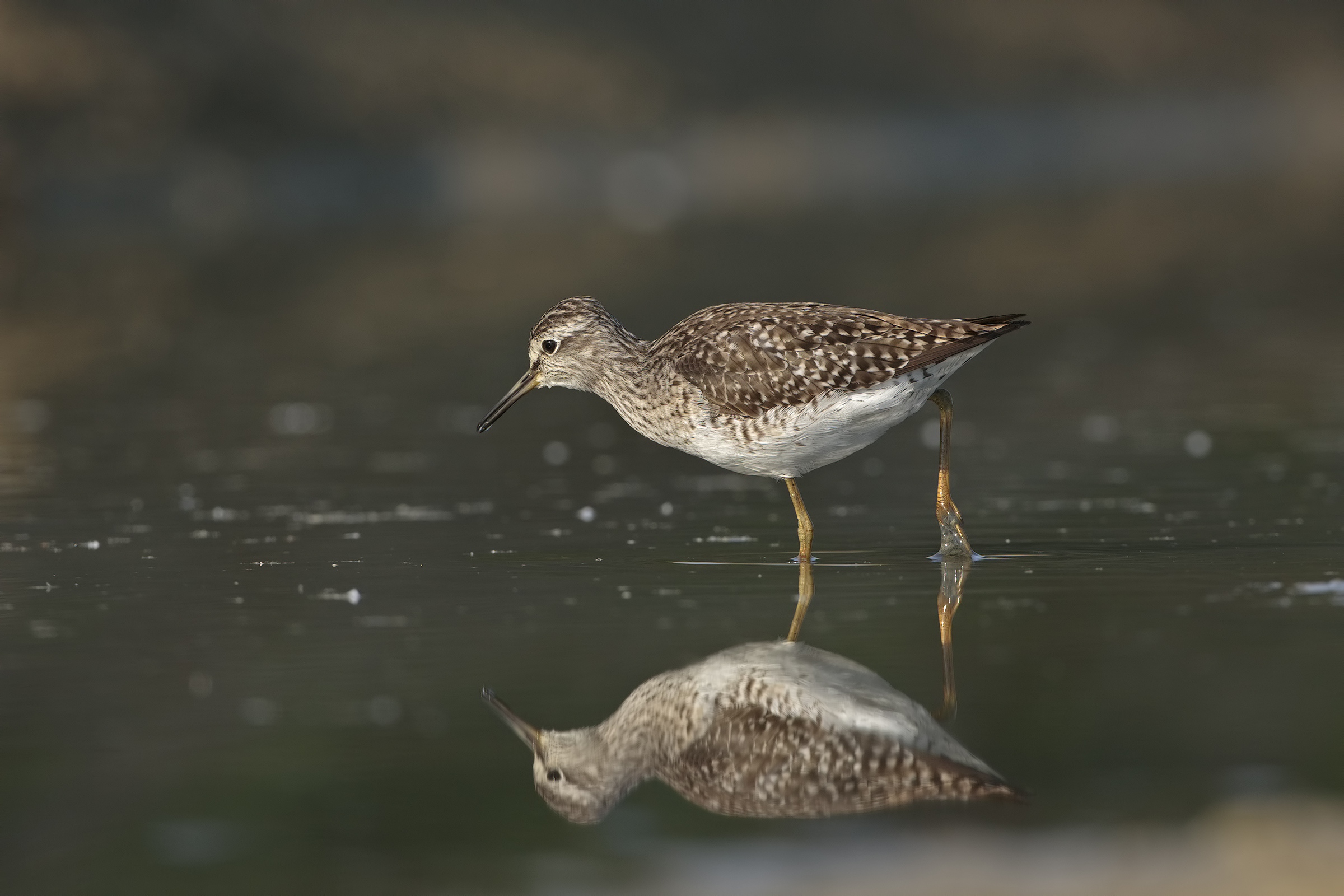 Wood Sandpiper