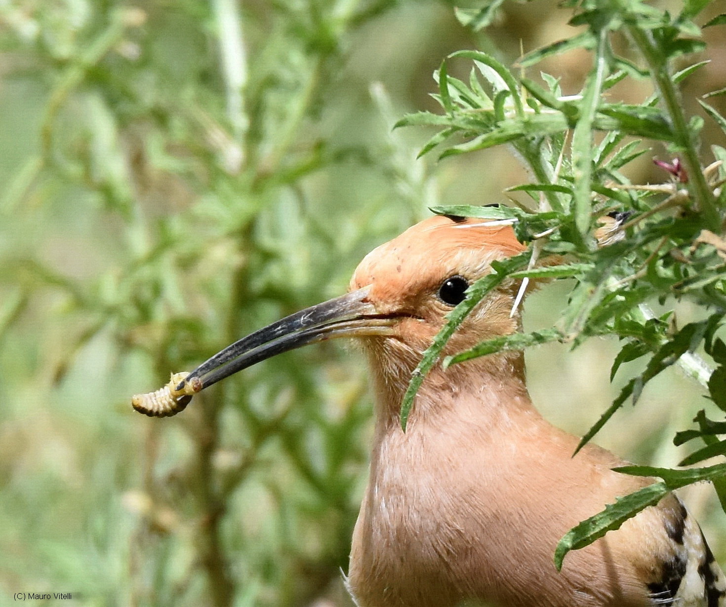 Hoopoe with prey