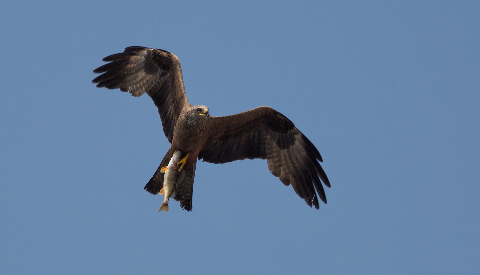 e per pranzo .... salmerino