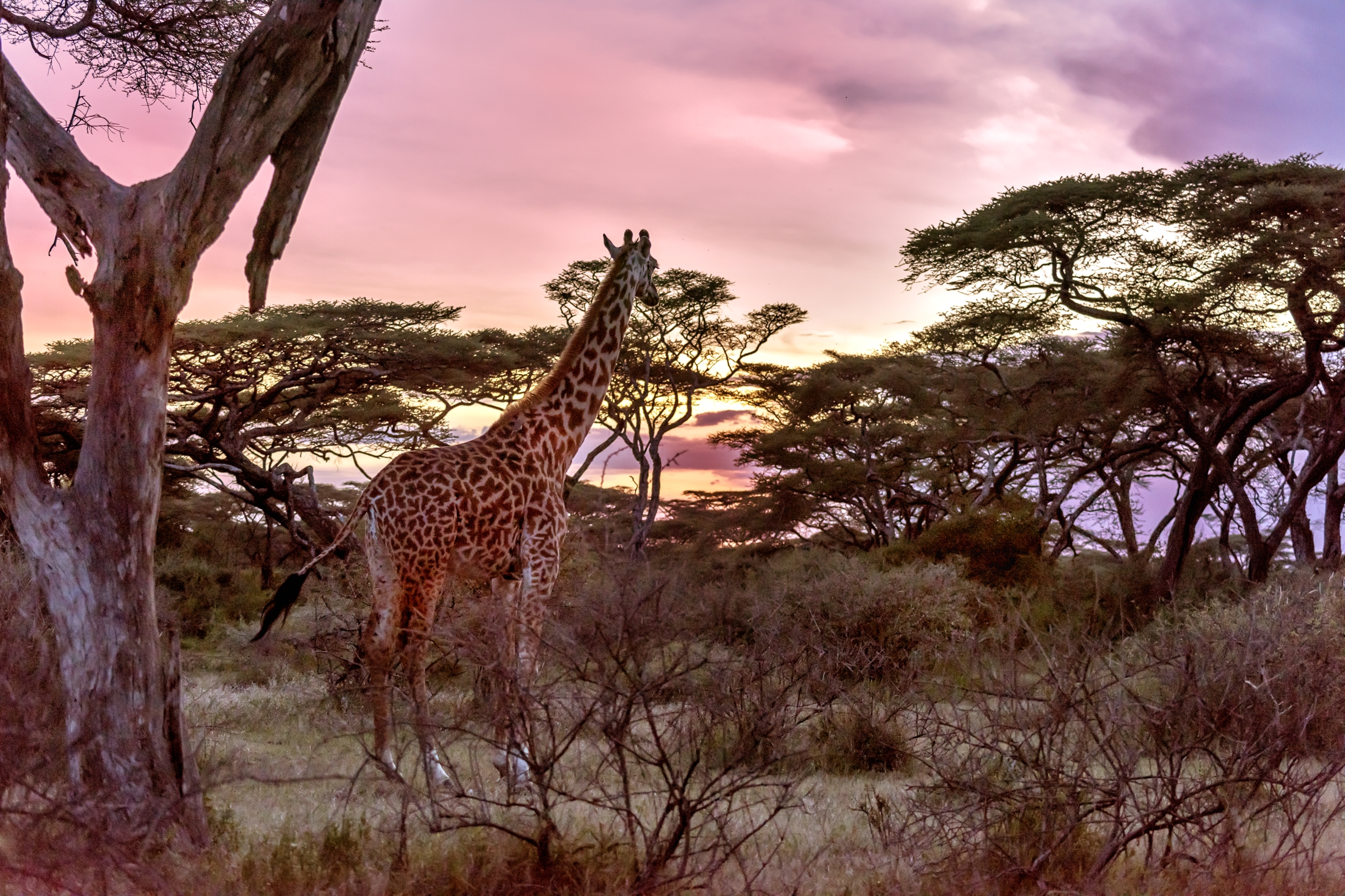 Tanzania 2016 - Guardando il tramonto