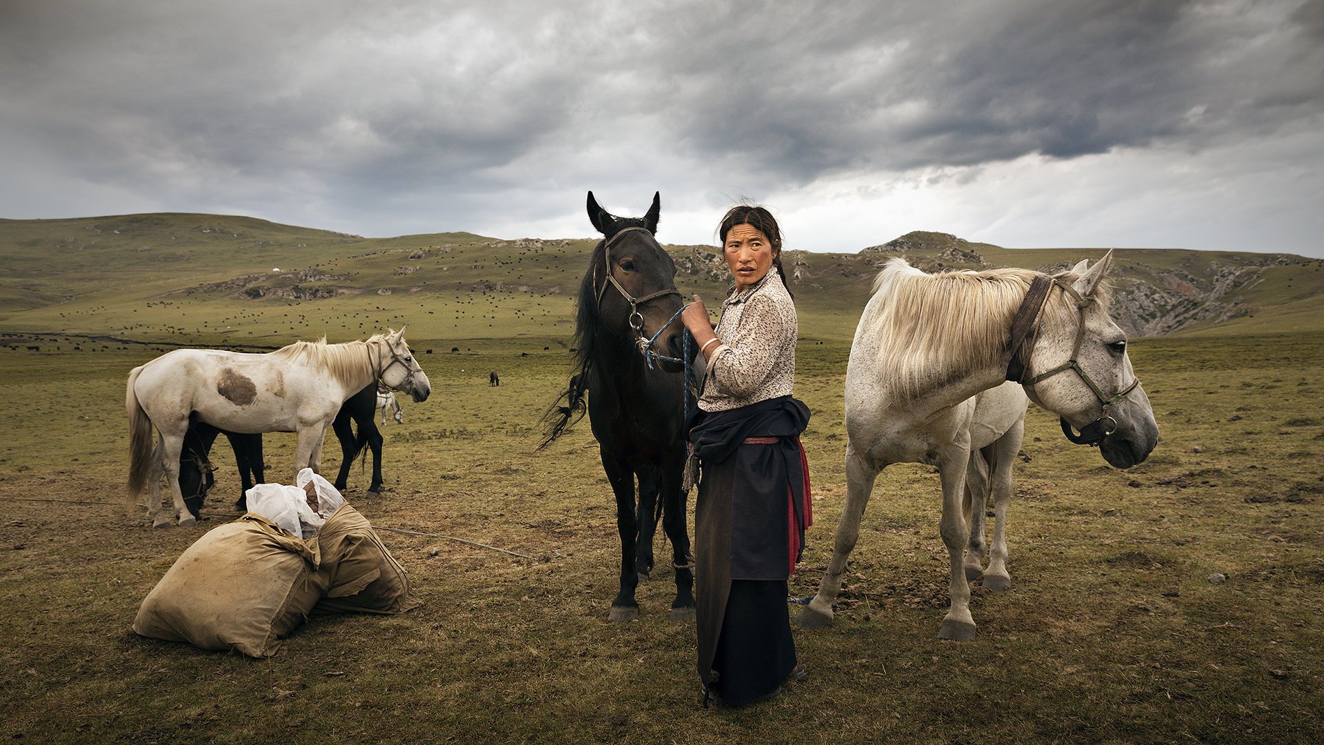 Accudendo ai cavalli