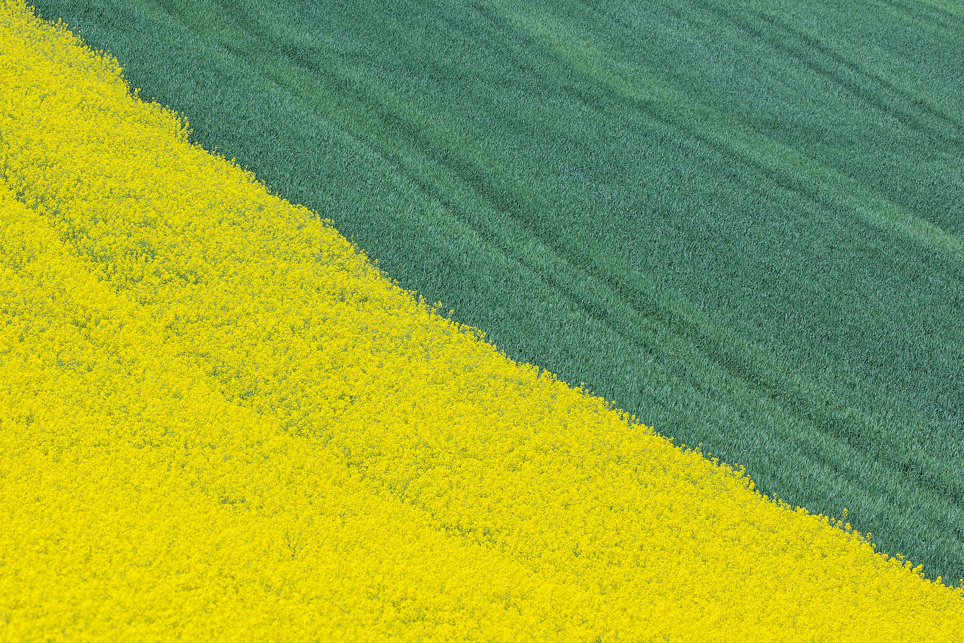 Quando il giallo incontra il verde