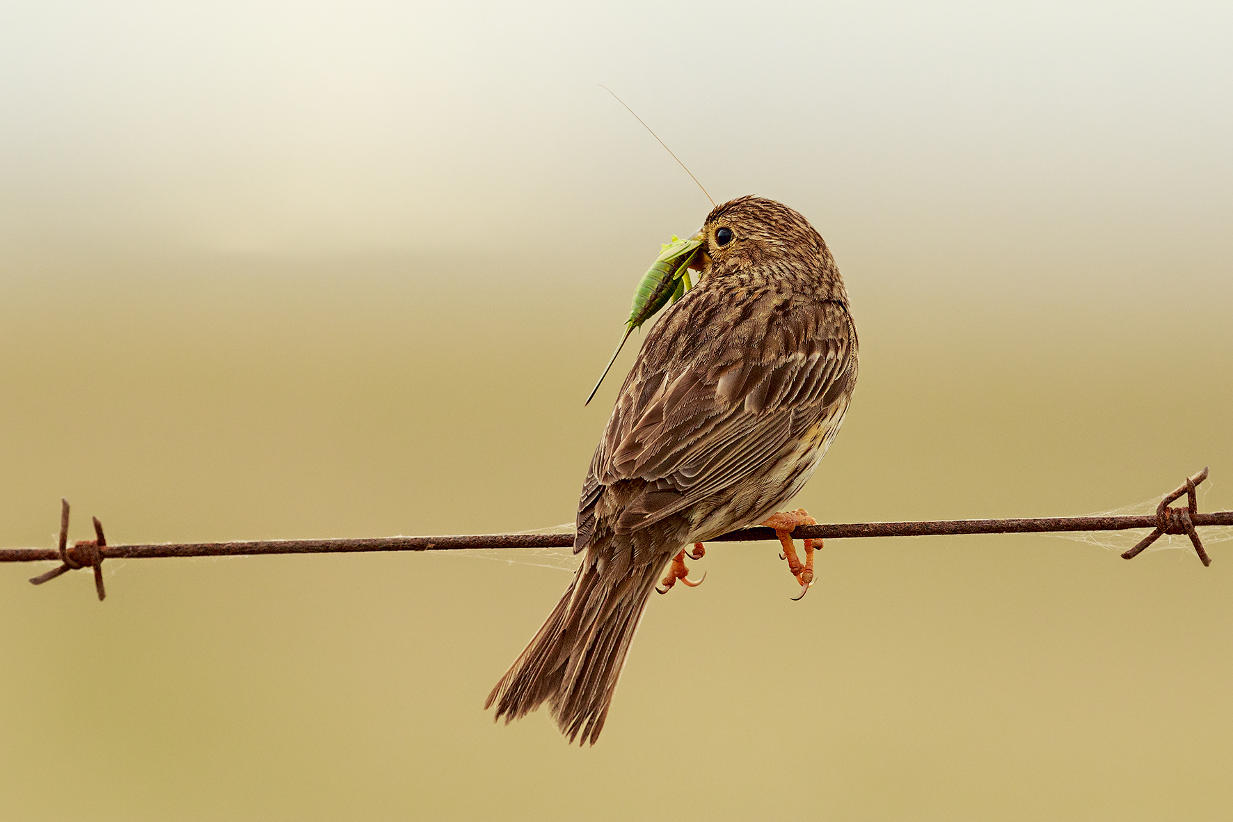 Strillozzo con grillo