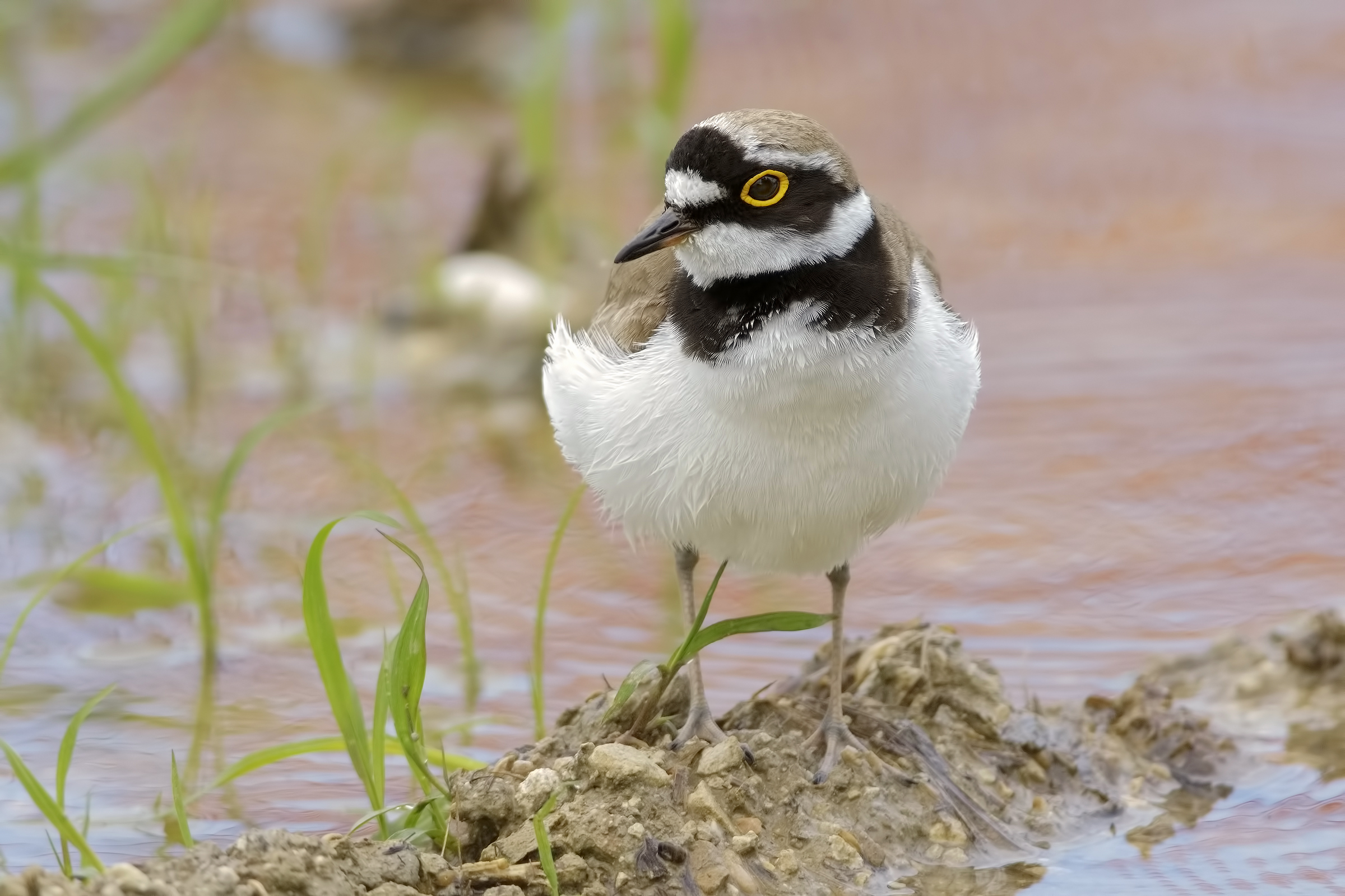 Corriere piccolo (Charadrius dubius)
