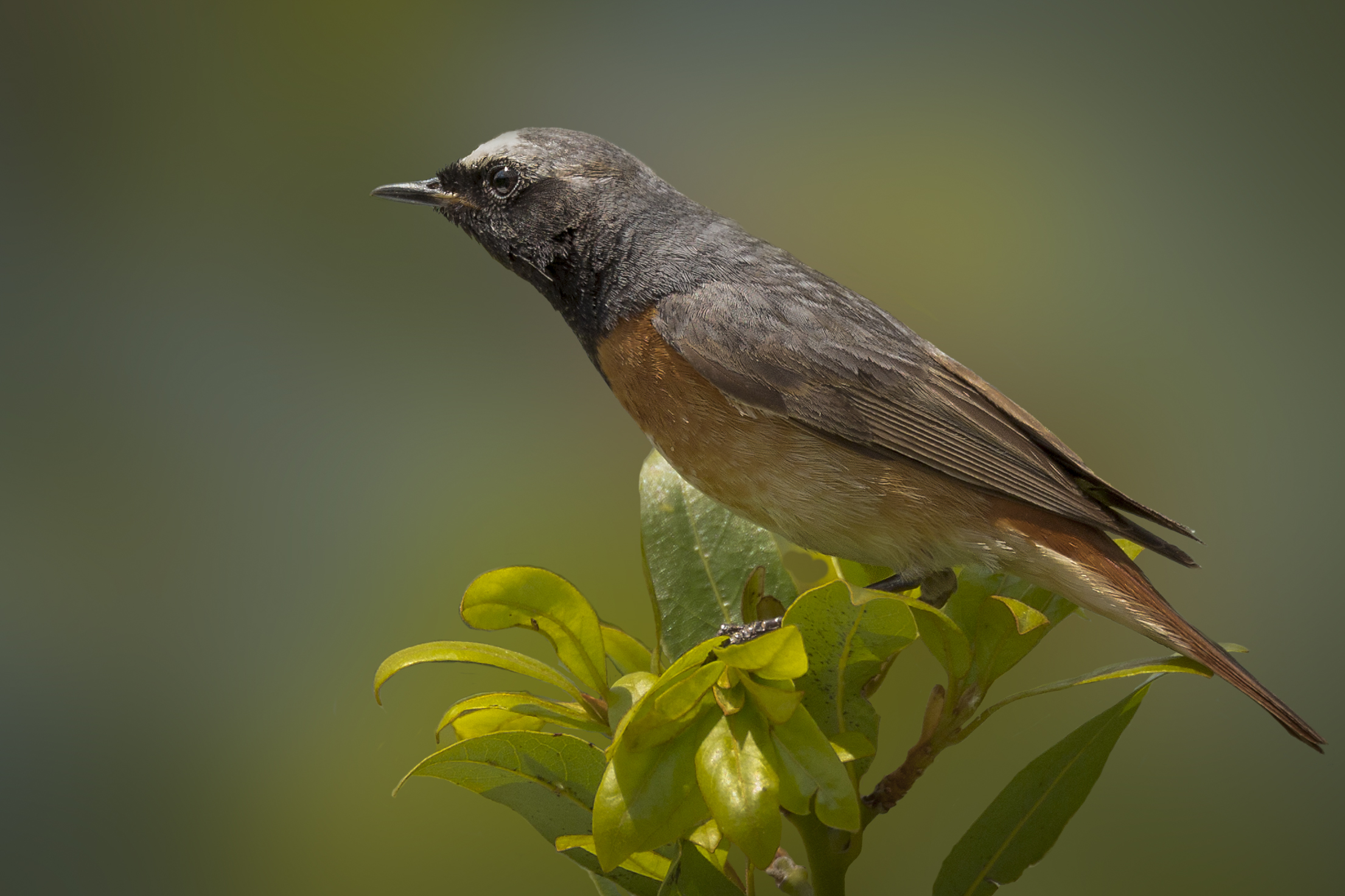 Redstart