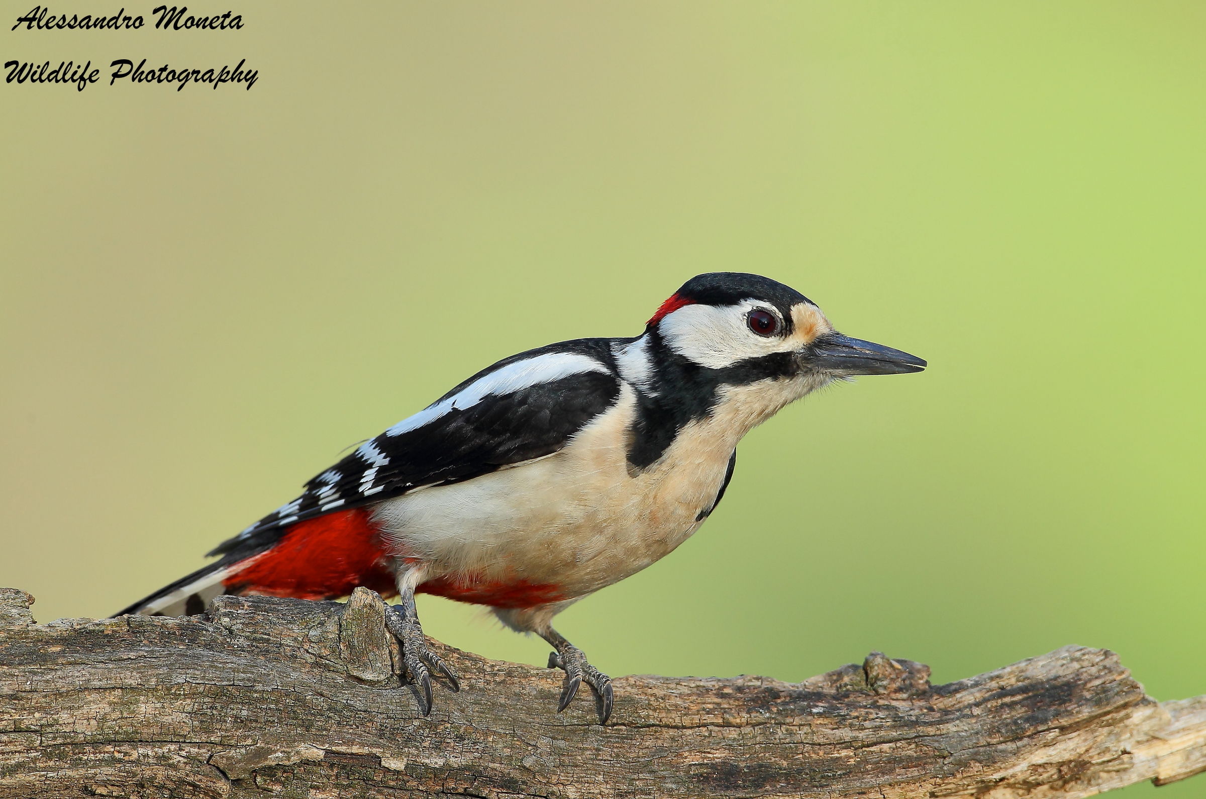 Spotted Woodpecker Male