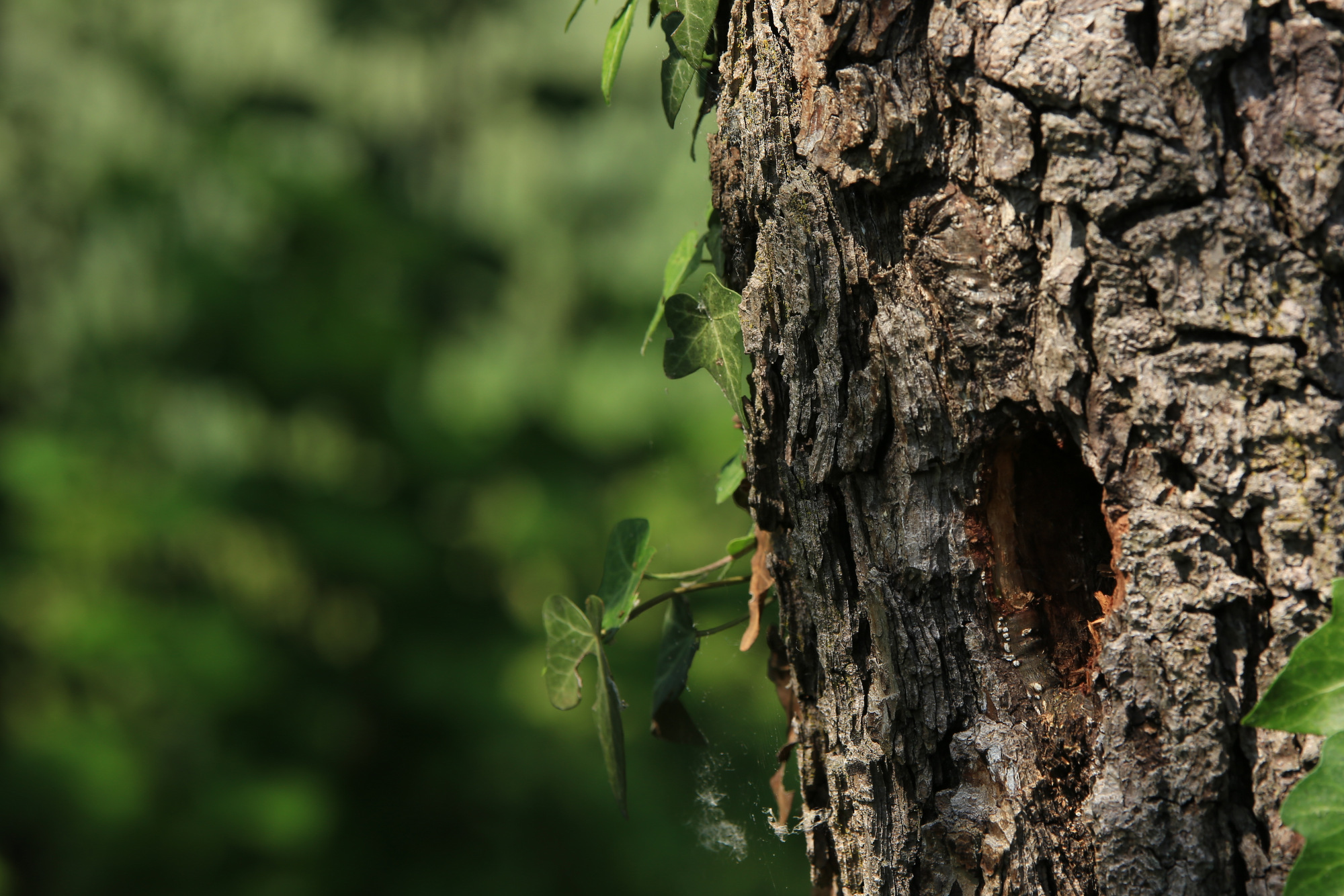 The house of the woodpecker