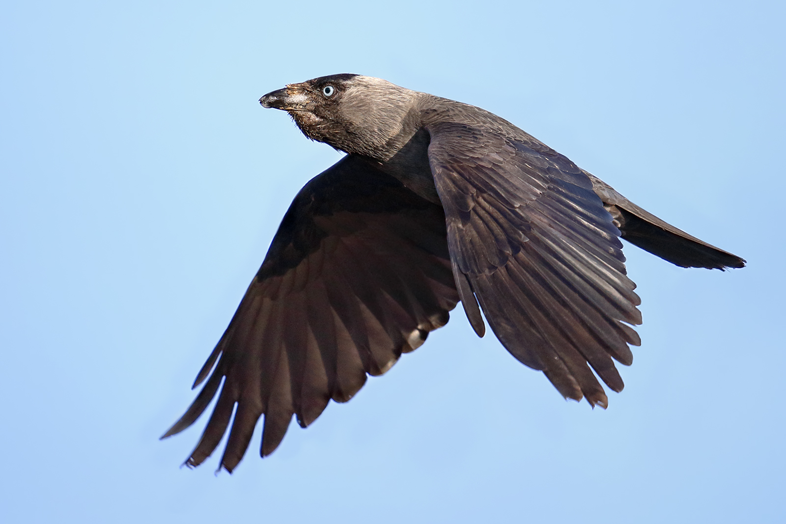 Jackdaw with your mouth