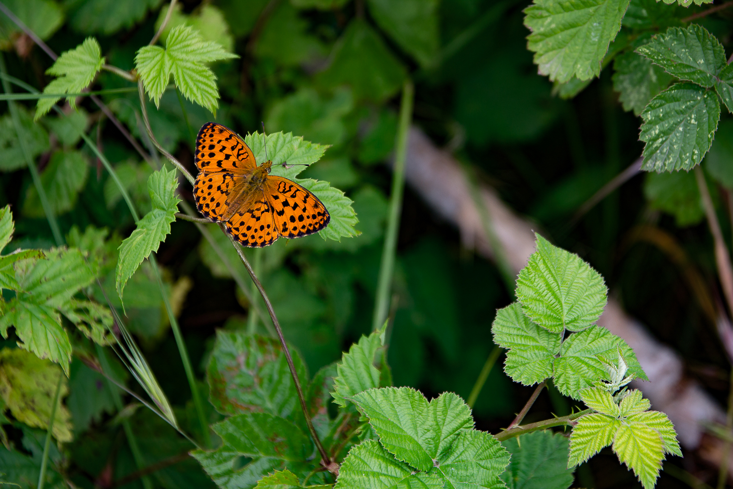 Argynnis paphia 1