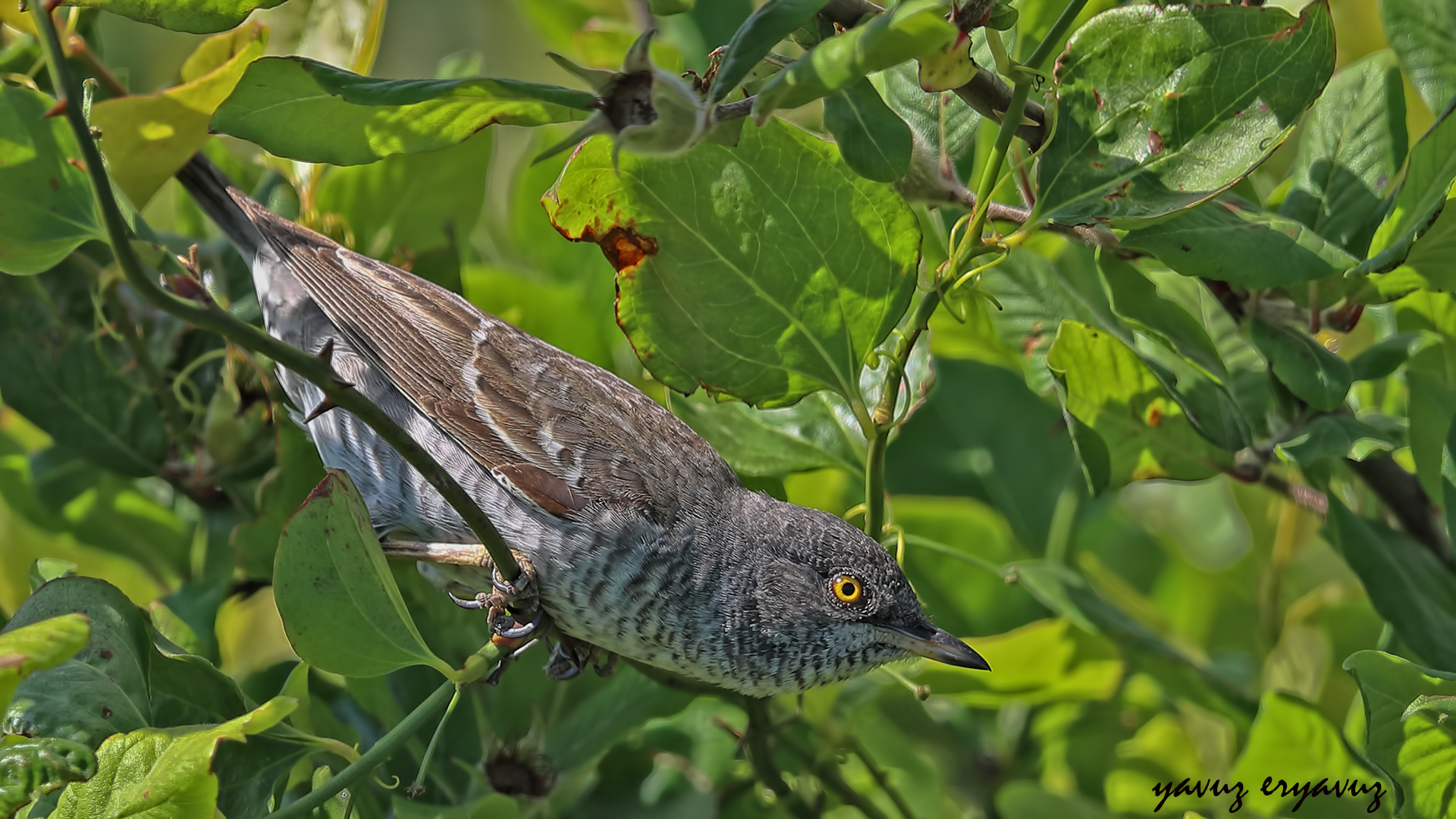 Barred Warbler nisoria »Sylvia