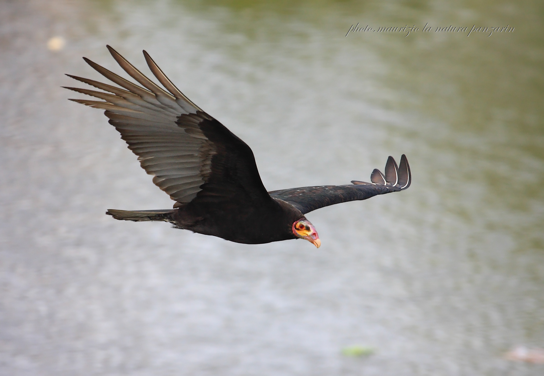 avvoltoio collorosso