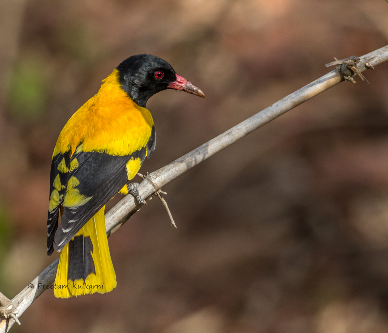 Black Hooded Oriole