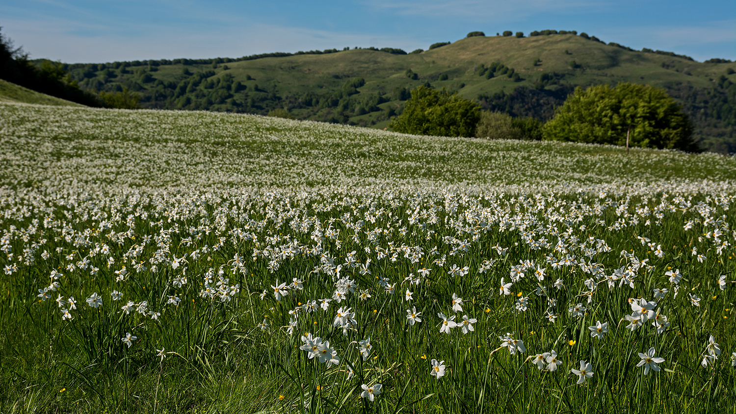 In the world of daffodils
