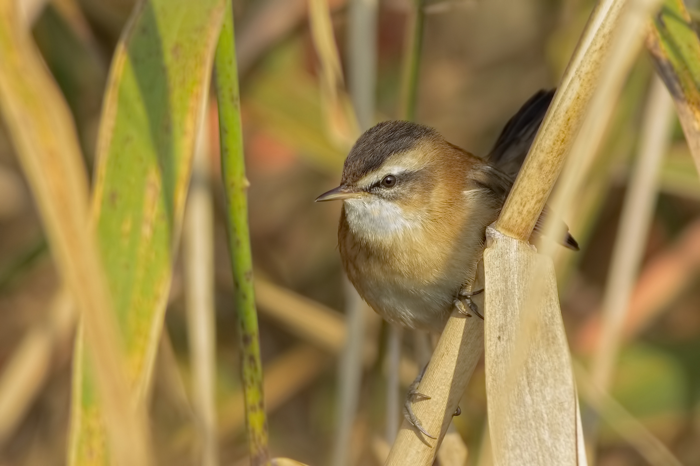 Moustached warbler (Acrocephalus melanopogon)