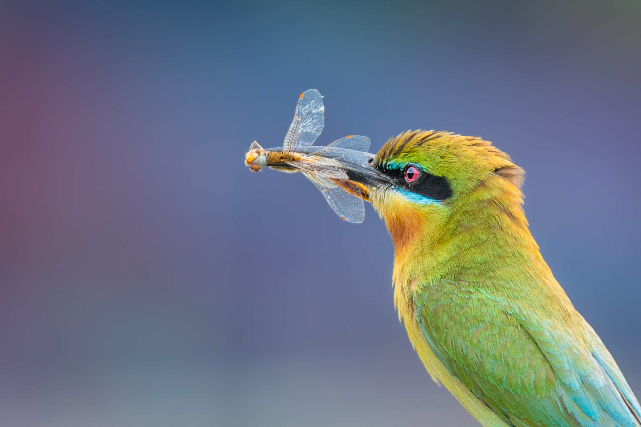 Blue-tailed bee-eater