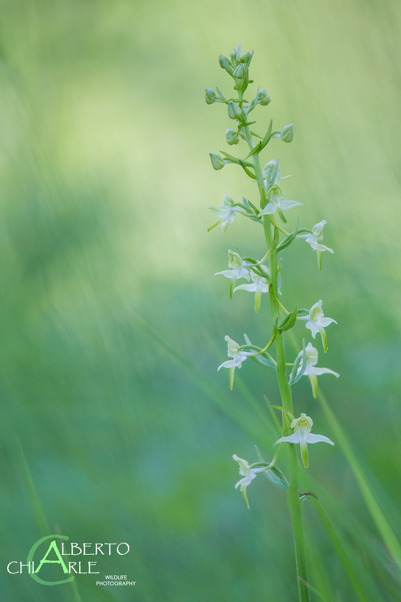platanthera chlorantha