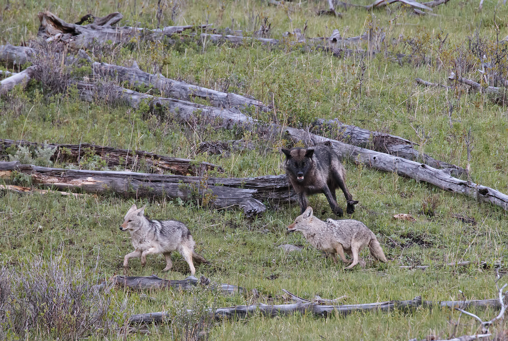 Wolf toward coyotes