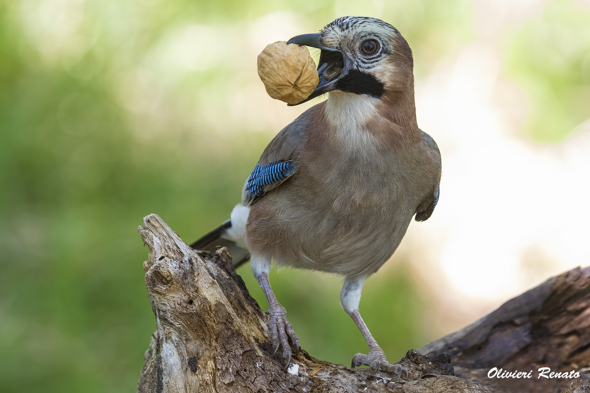Jay with nut