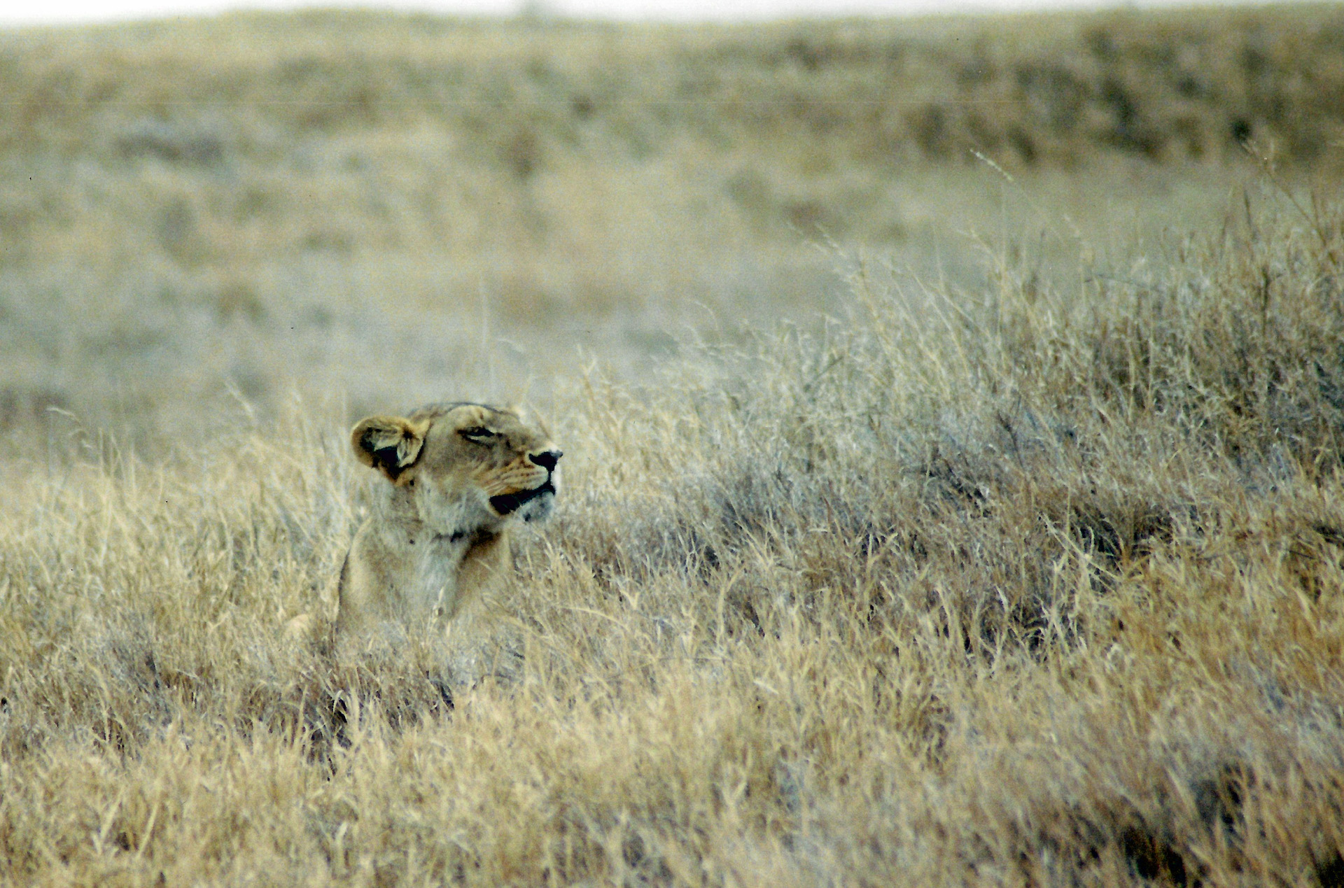 Serengeti Lion