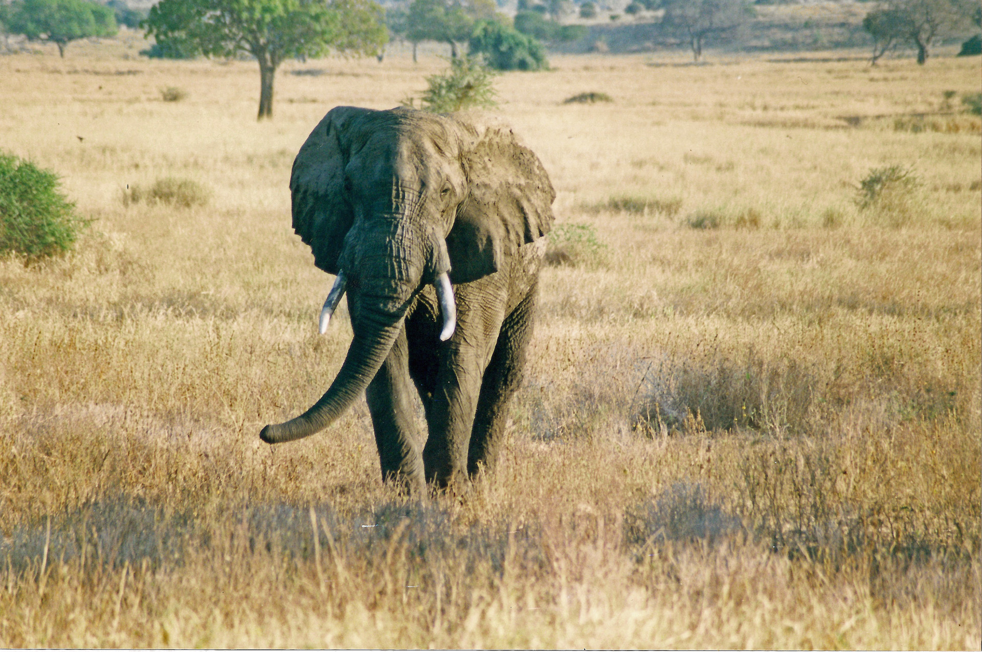 Elephant N'goro N'goro