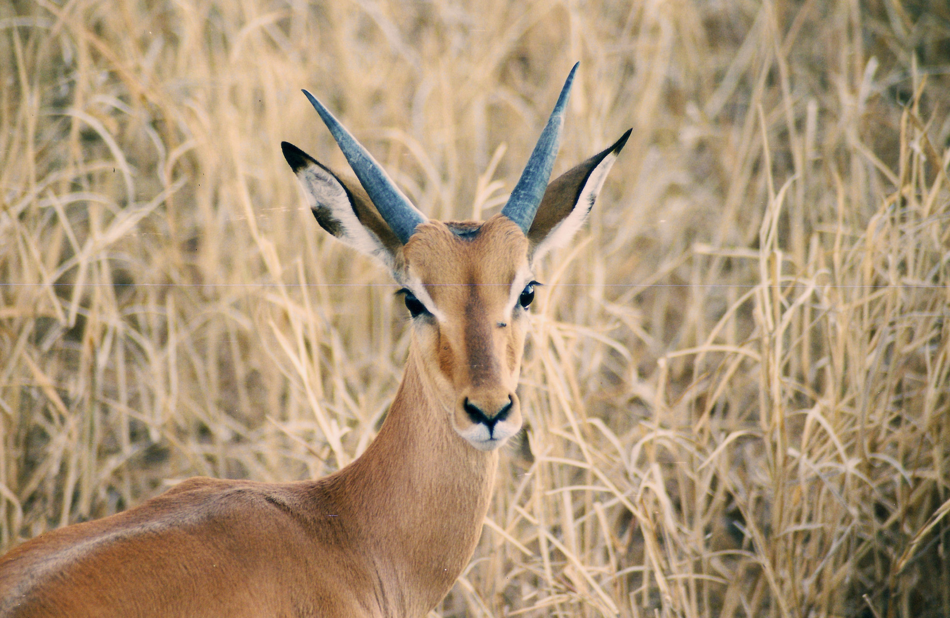 gazelle Tarangire