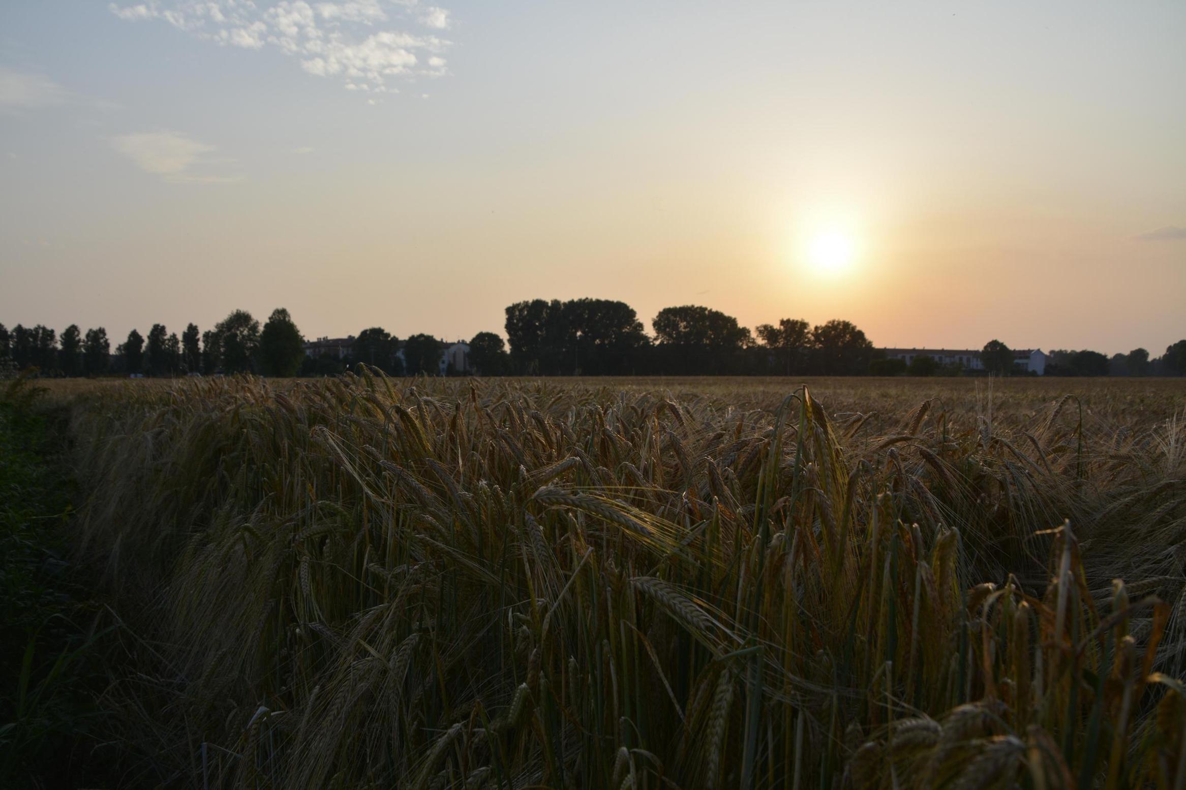 Le messi sono pronte