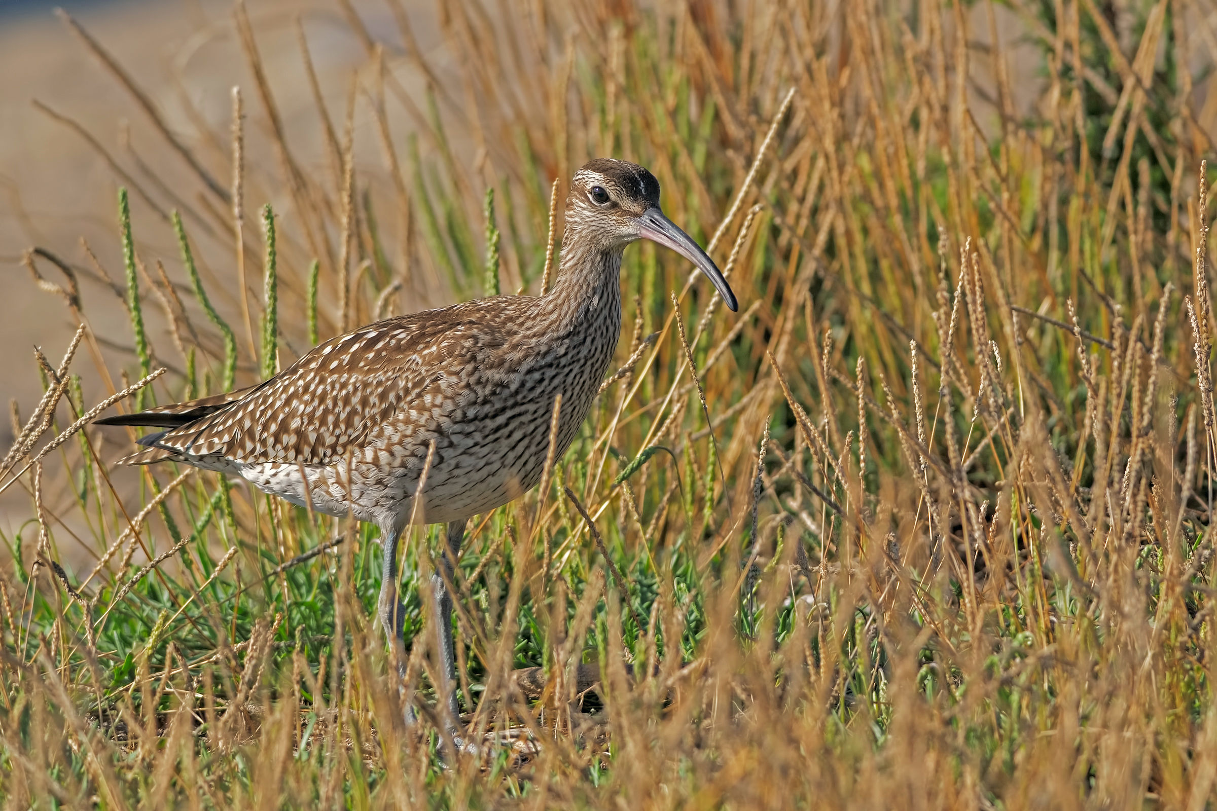 Chiurlo piccolo (Numenius phaeopus)