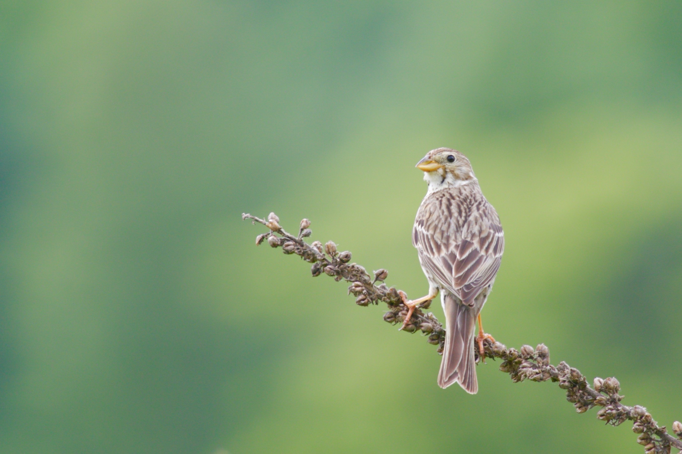 Corn bunting