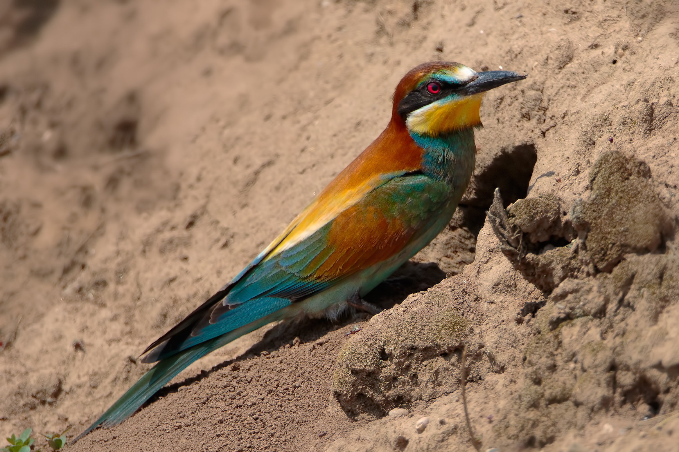 European bee-eater