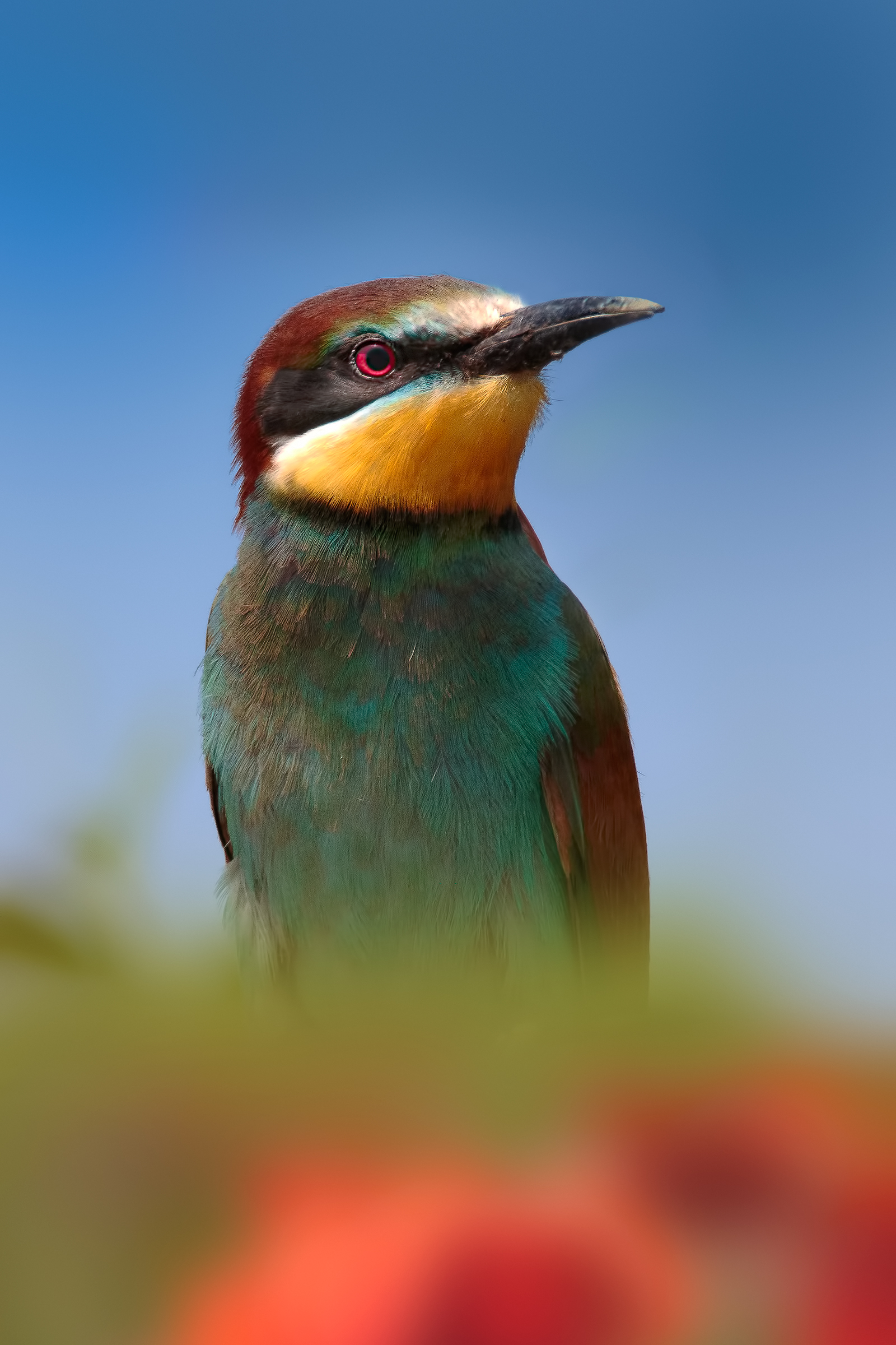 European bee-eater