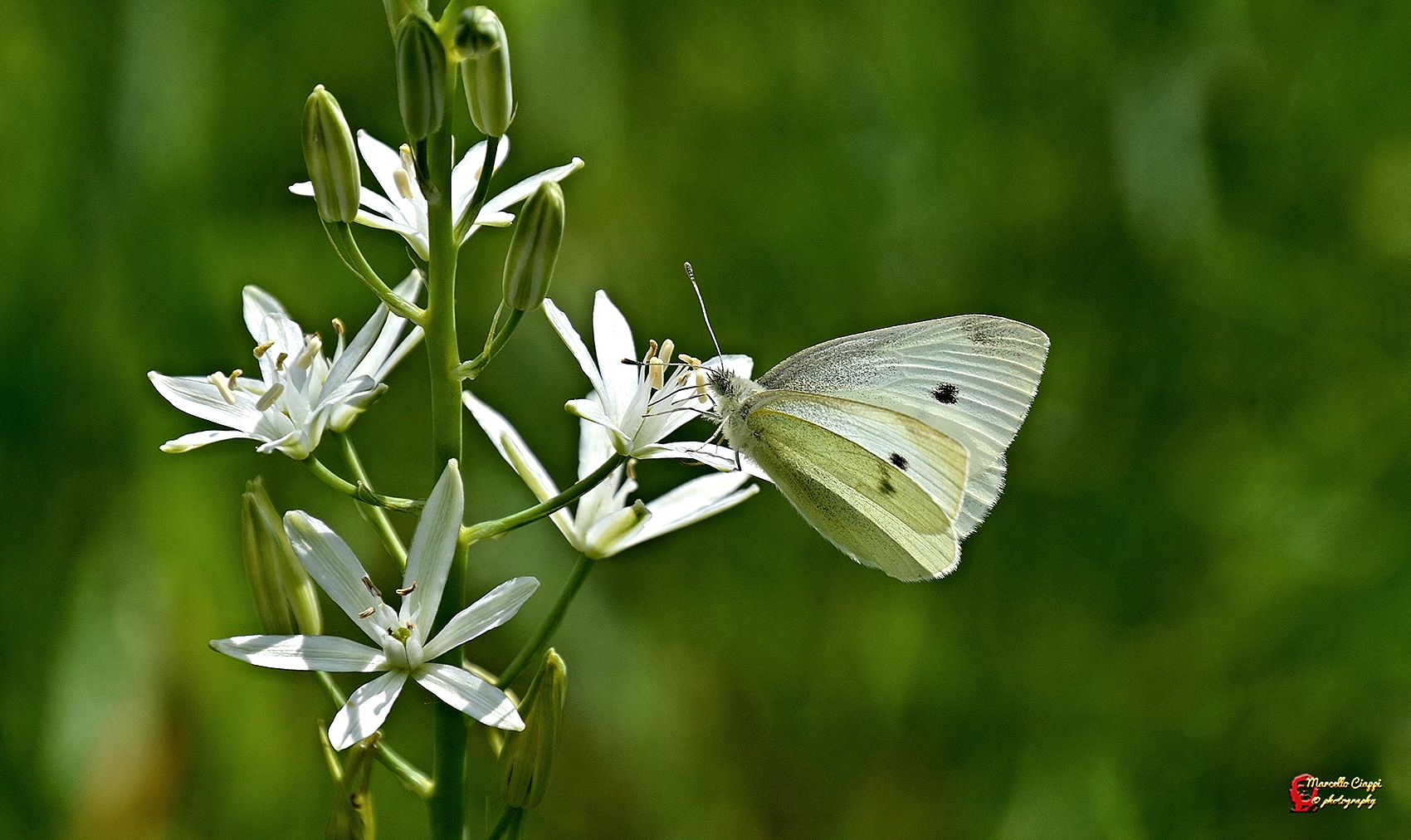 Pieris brassicae