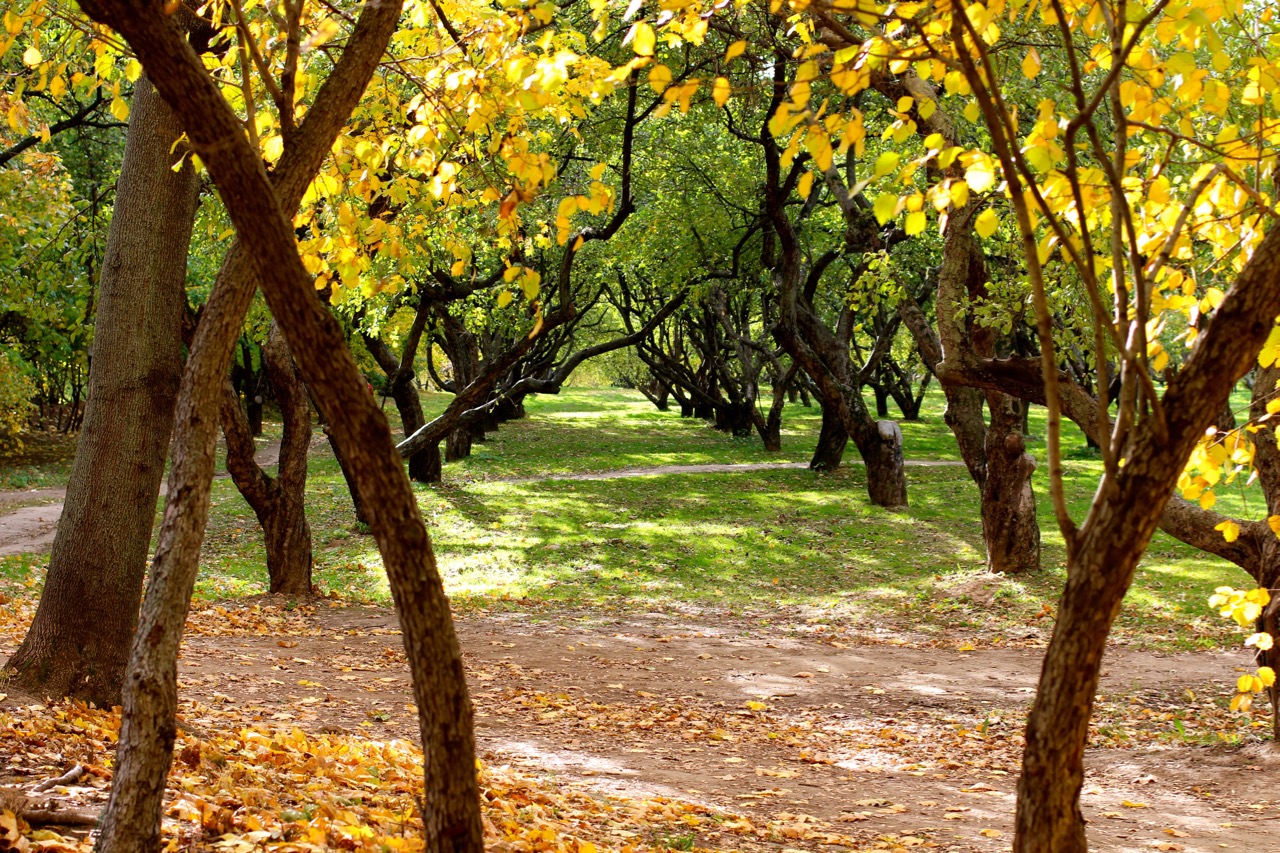 Kolomenskoe Park