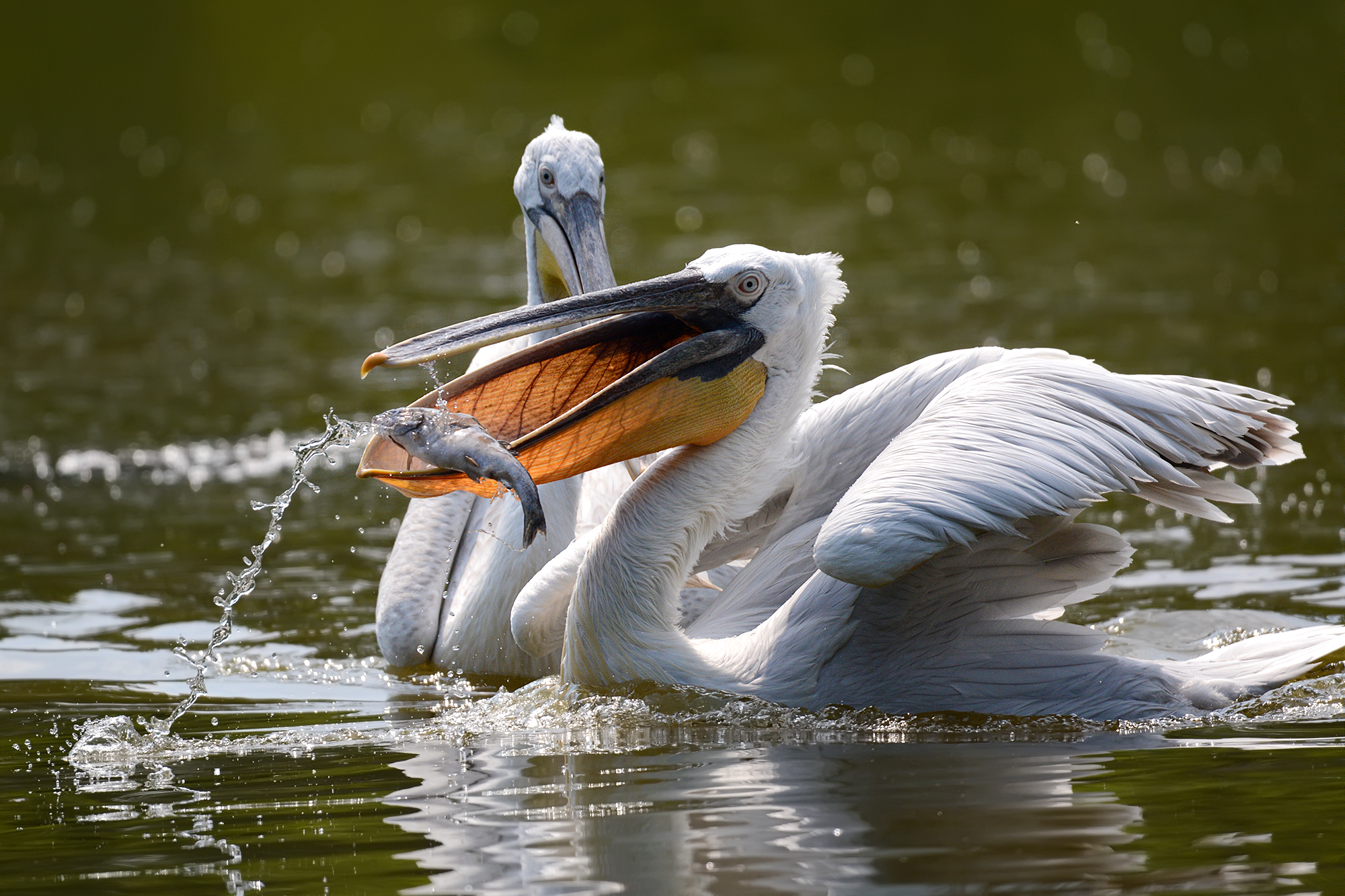 Parco faunistico "La Torbiera"