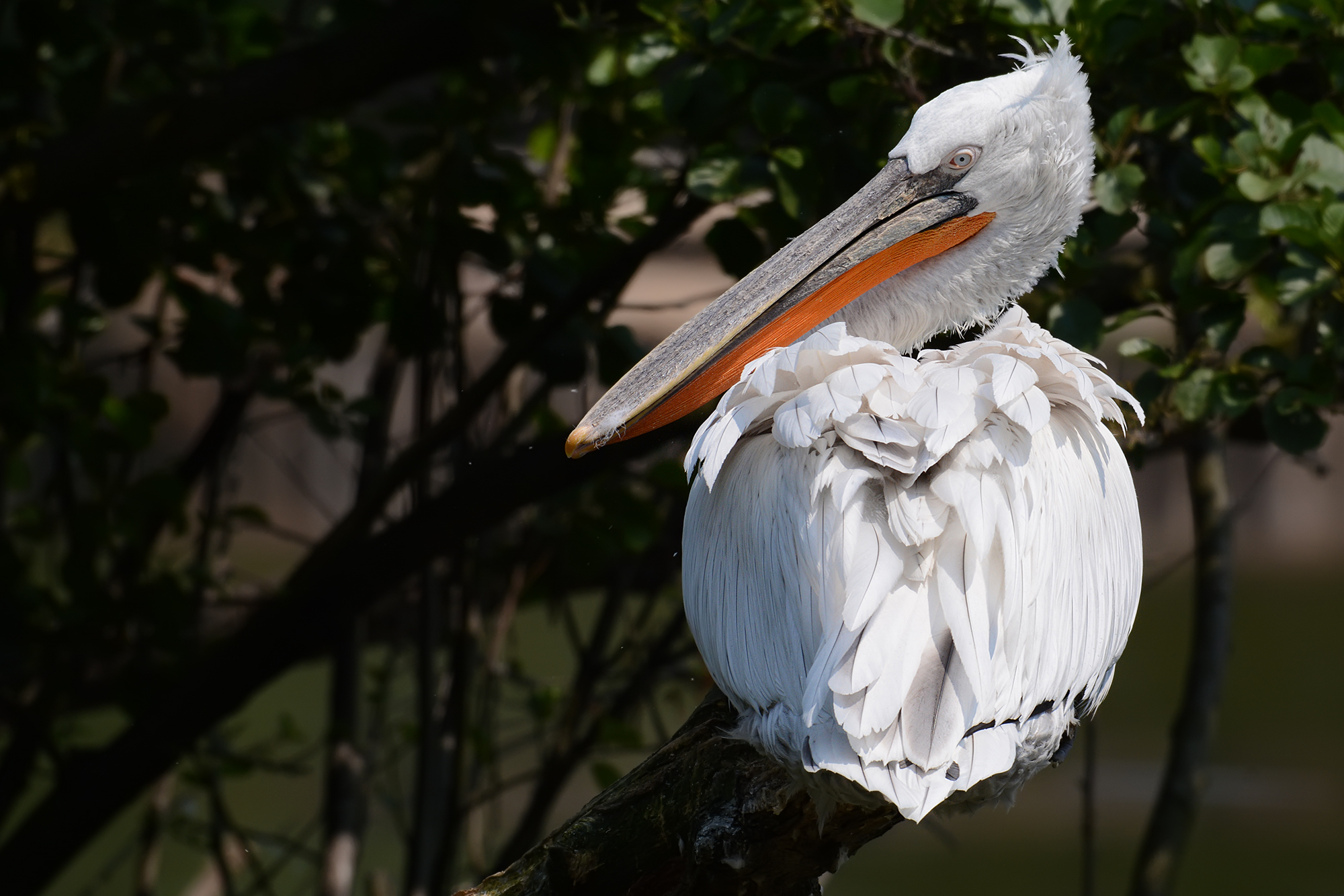 Parco faunistico "La Torbiera"