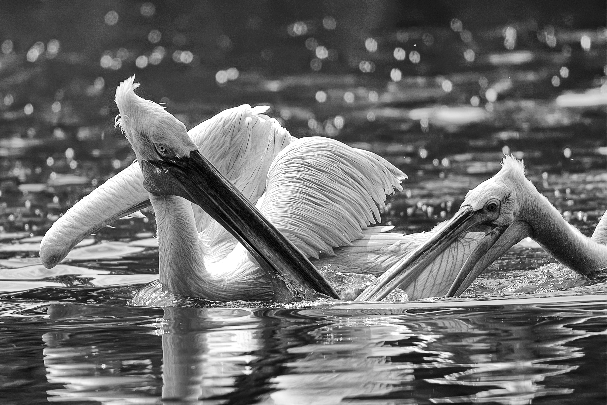 Parco faunistico "La Torbiera"