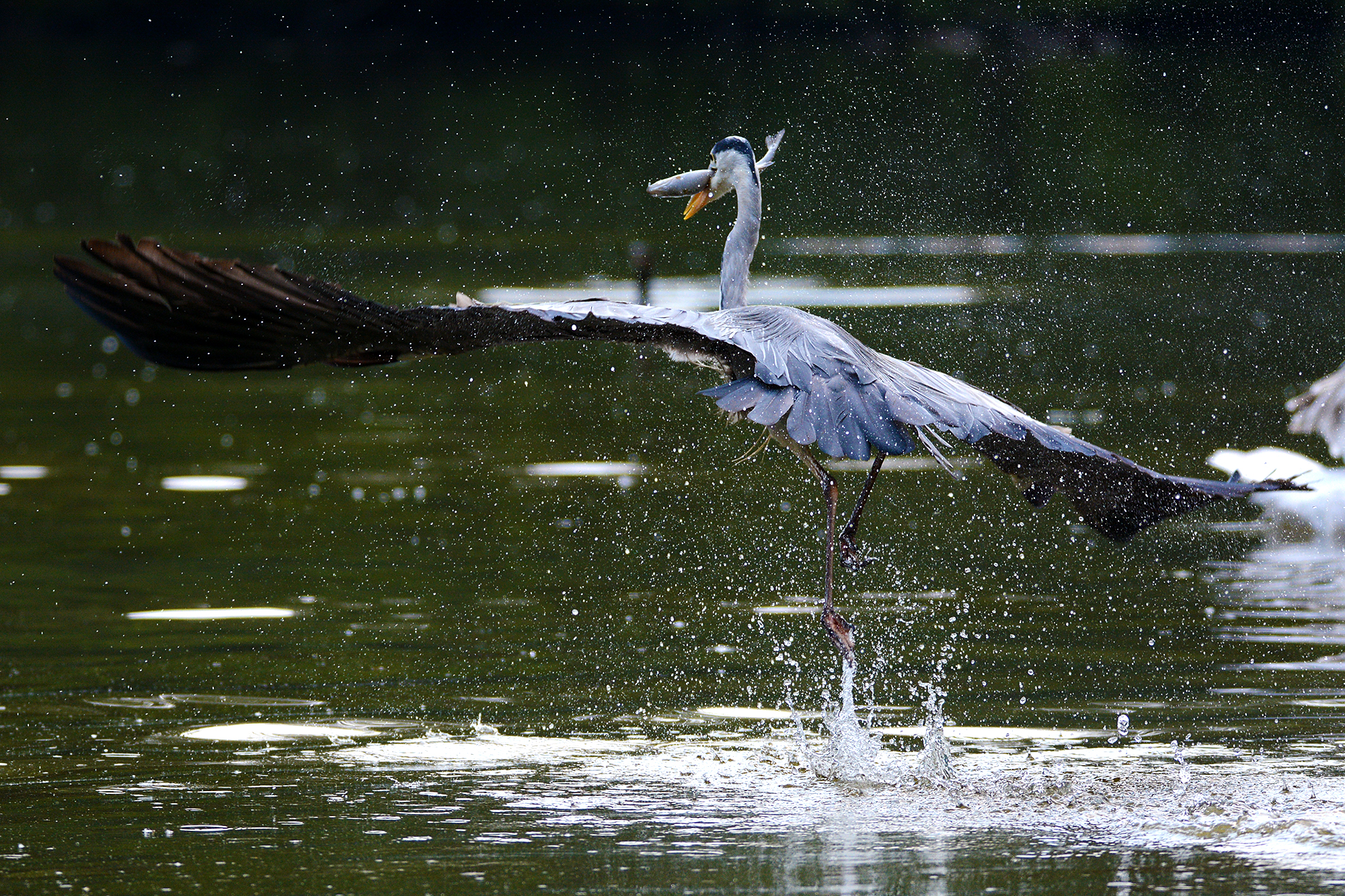 Parco faunistico "La Torbiera"
