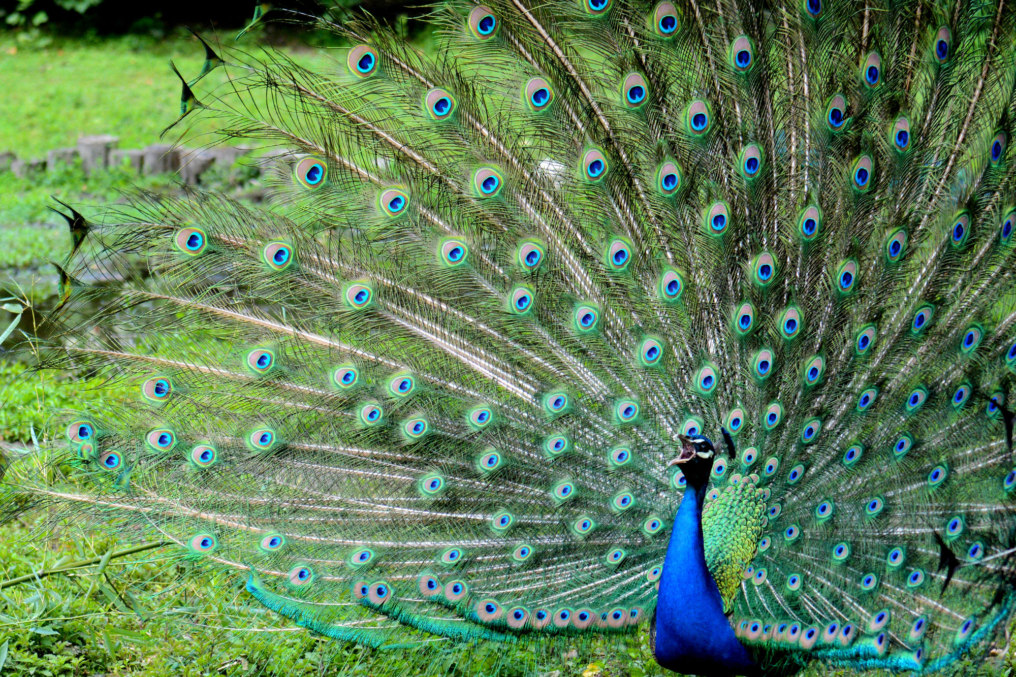 Parco faunistico "La Torbiera"