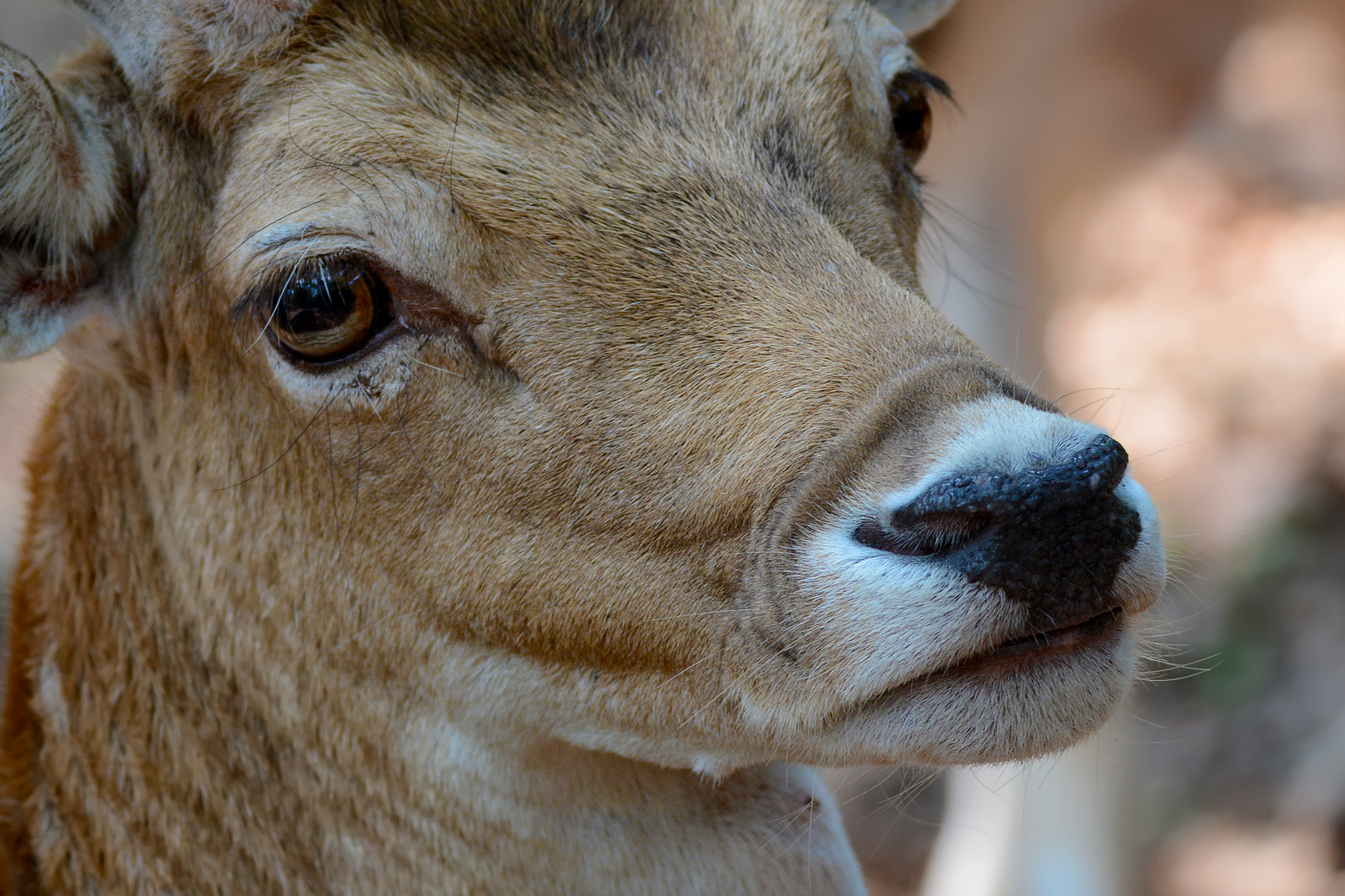 Parco faunistico "La Torbiera"