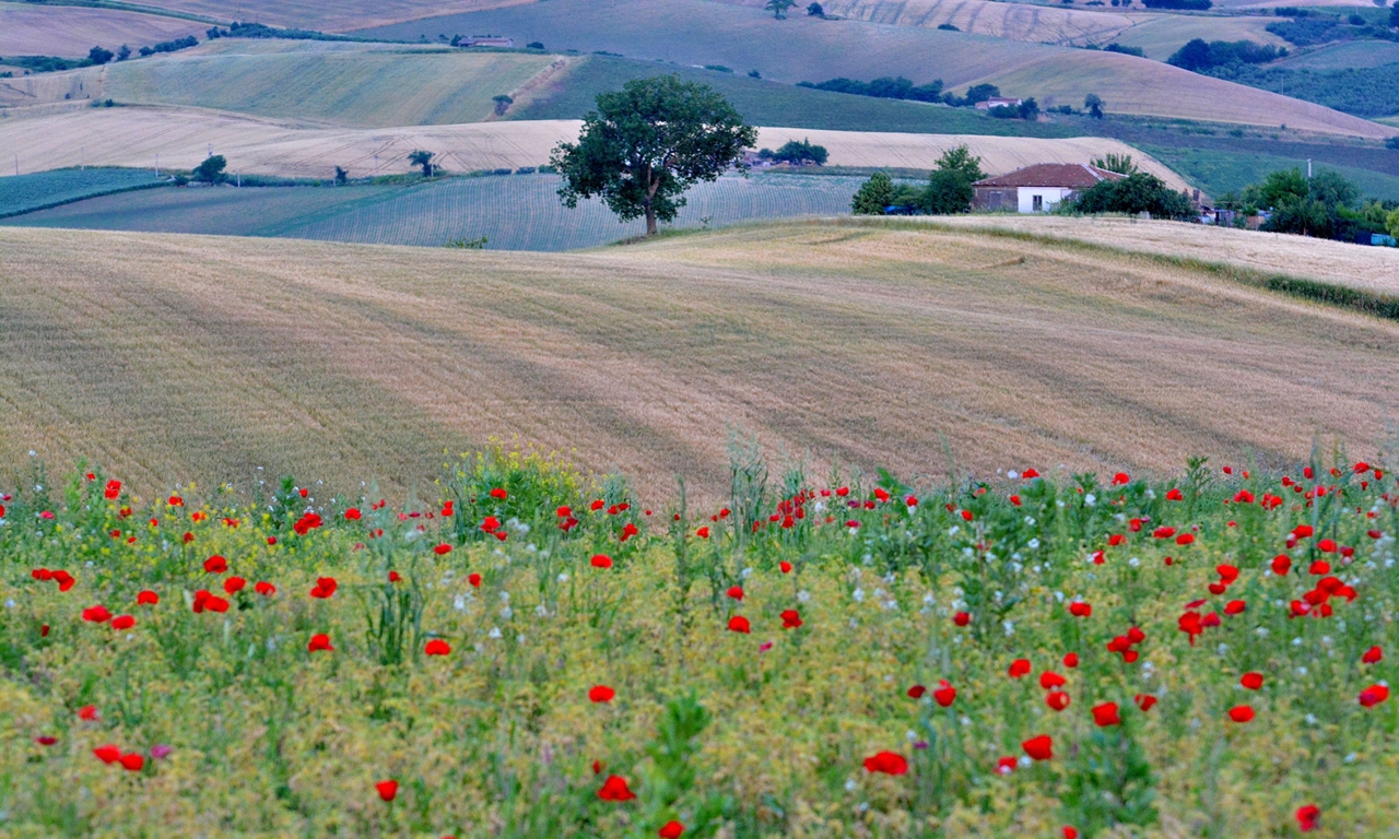 Among Poppies