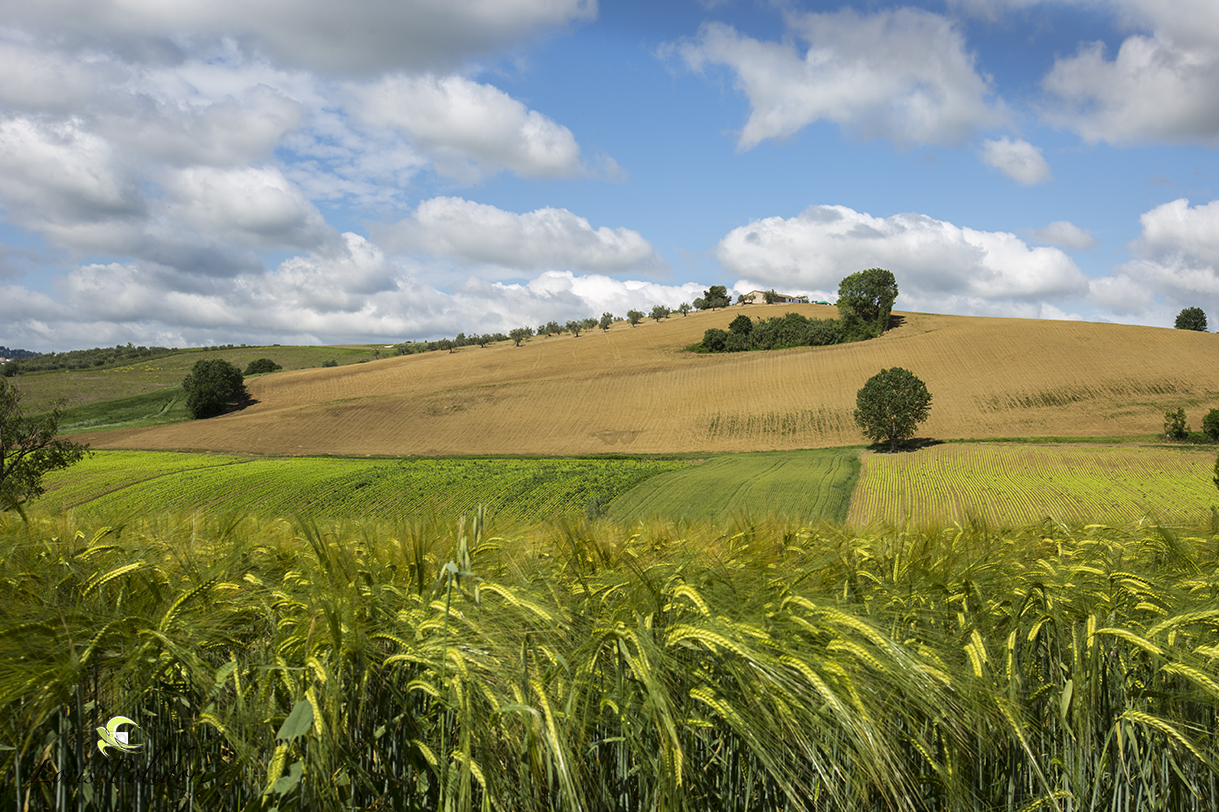 spighe dorate al vento