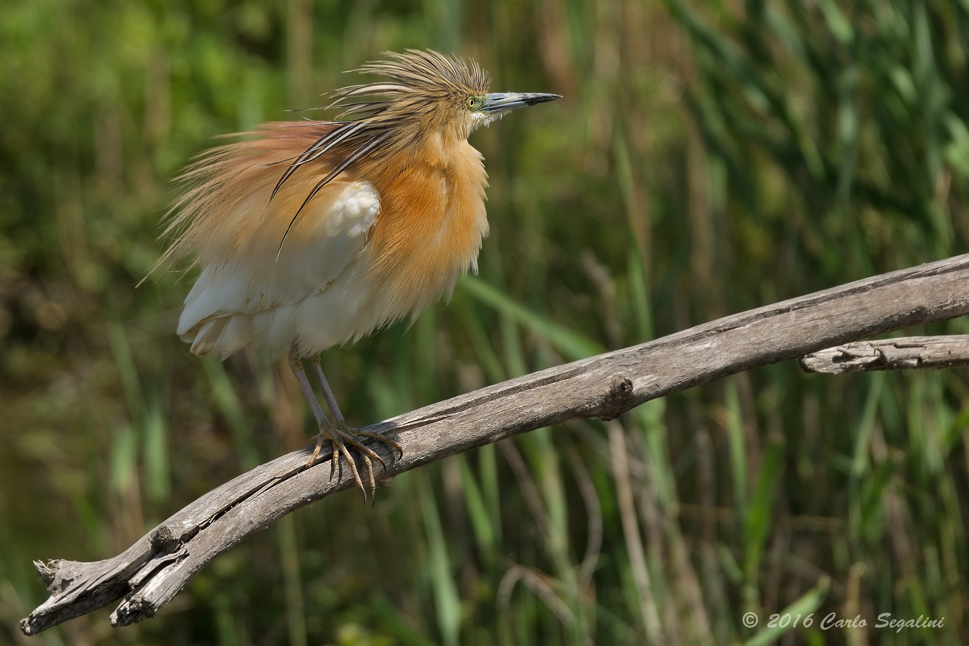Sgarza ciuffetto Rook...!!!