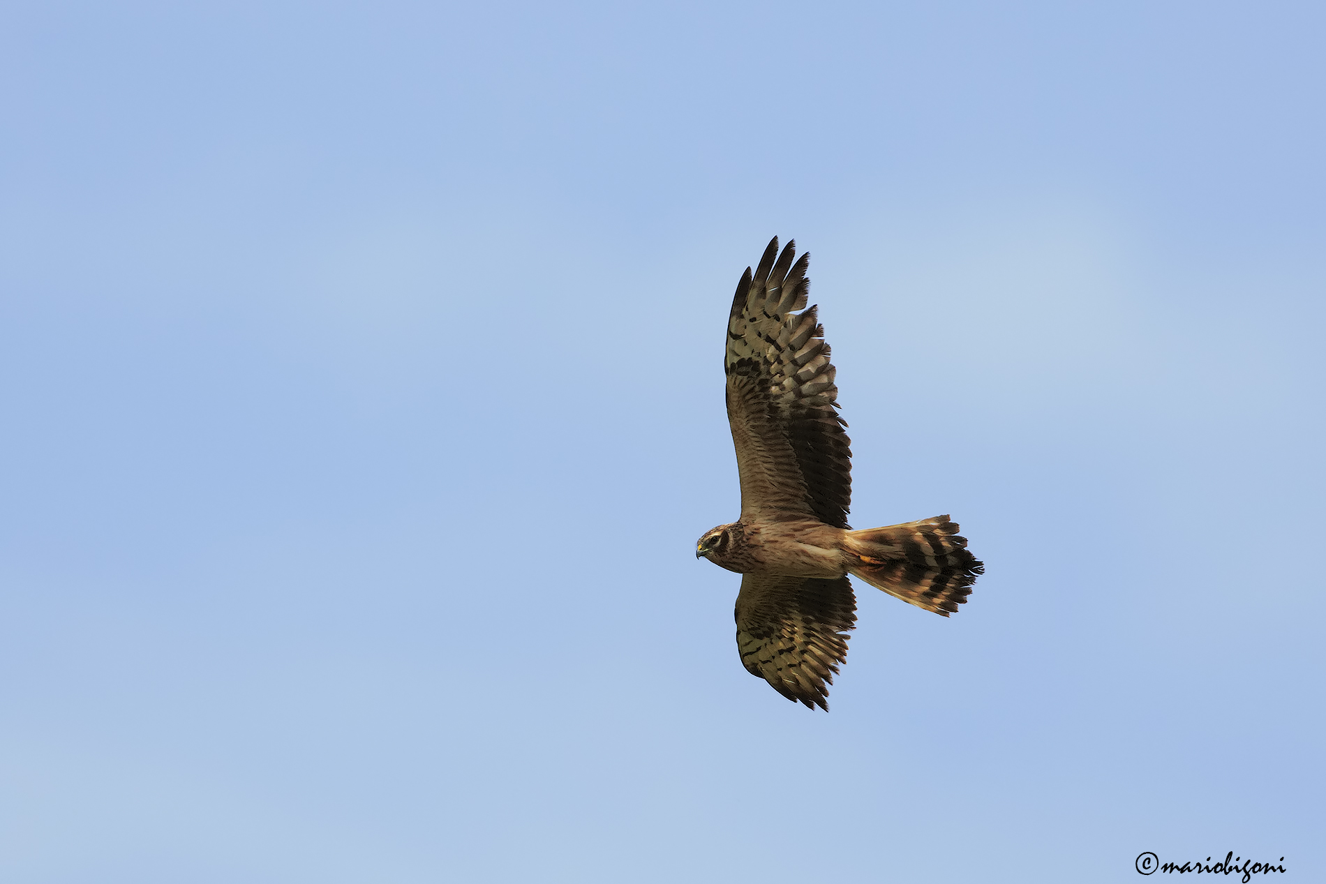 pallid harrier