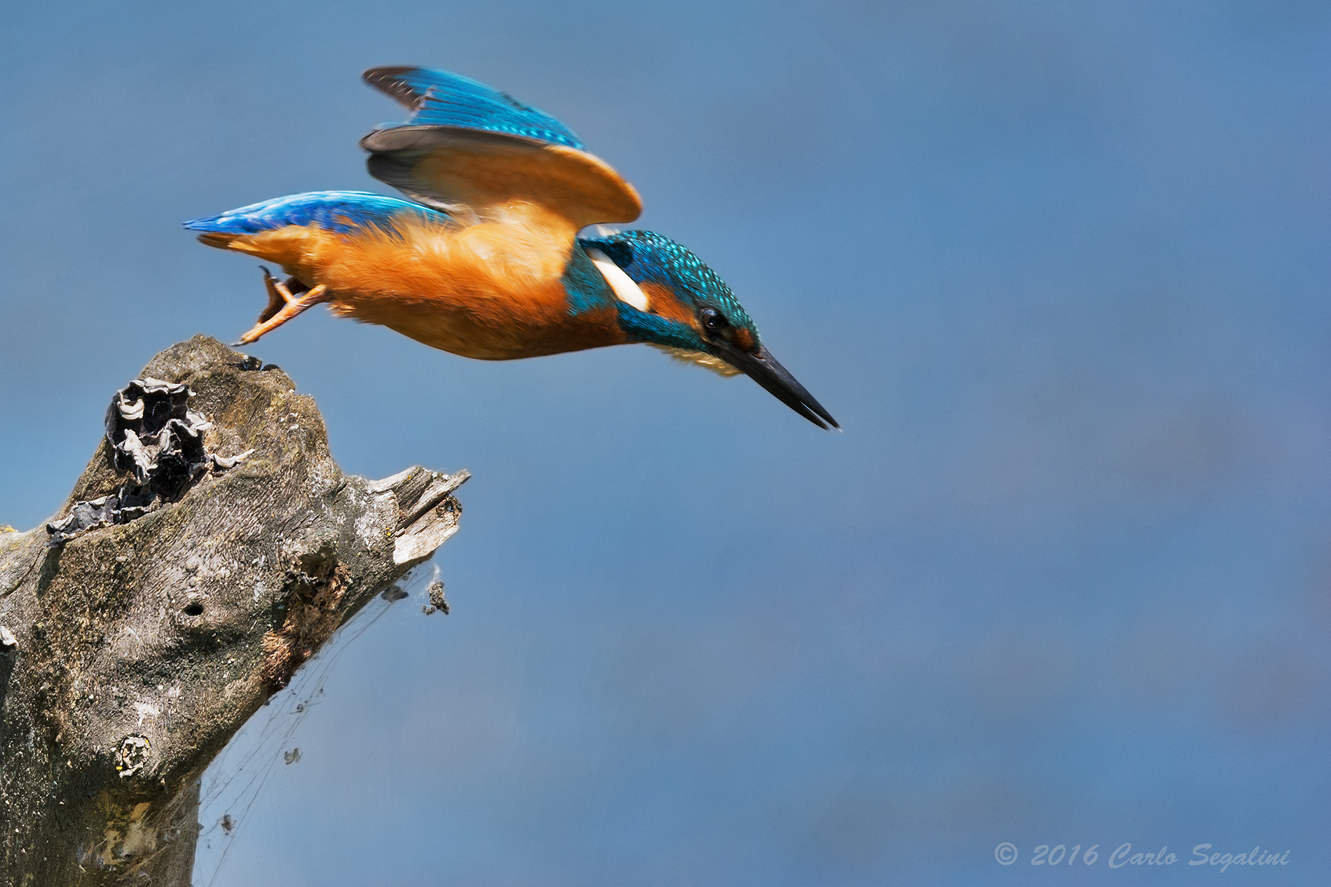 il Martino:salto dal trampolino